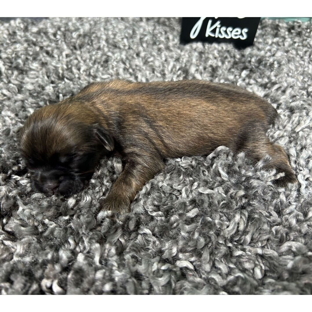 Princeton Male • 10 weeks old • Ready to go home image 4
