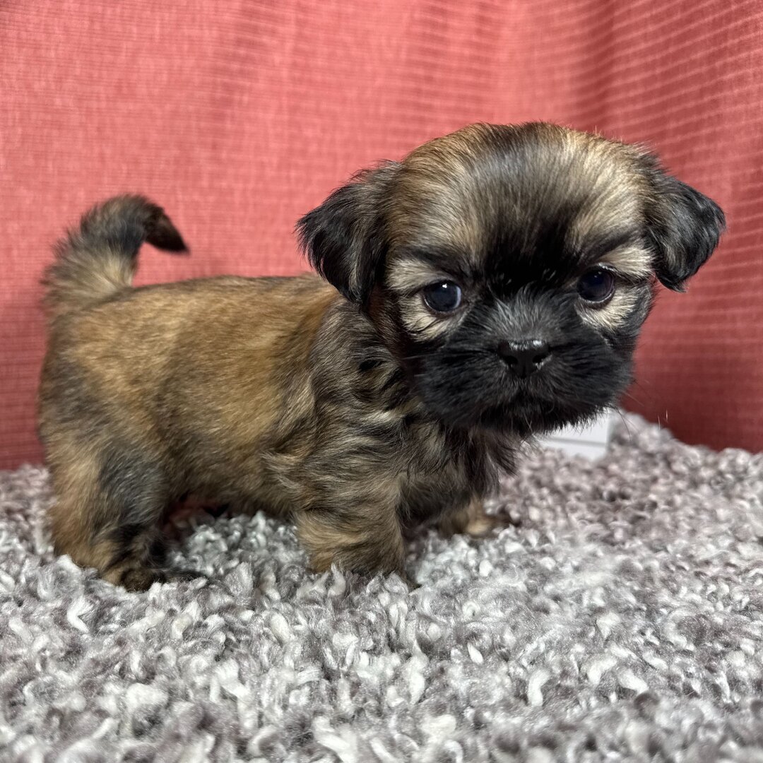 Princeton Male • 10 weeks old • Ready to go home image 3
