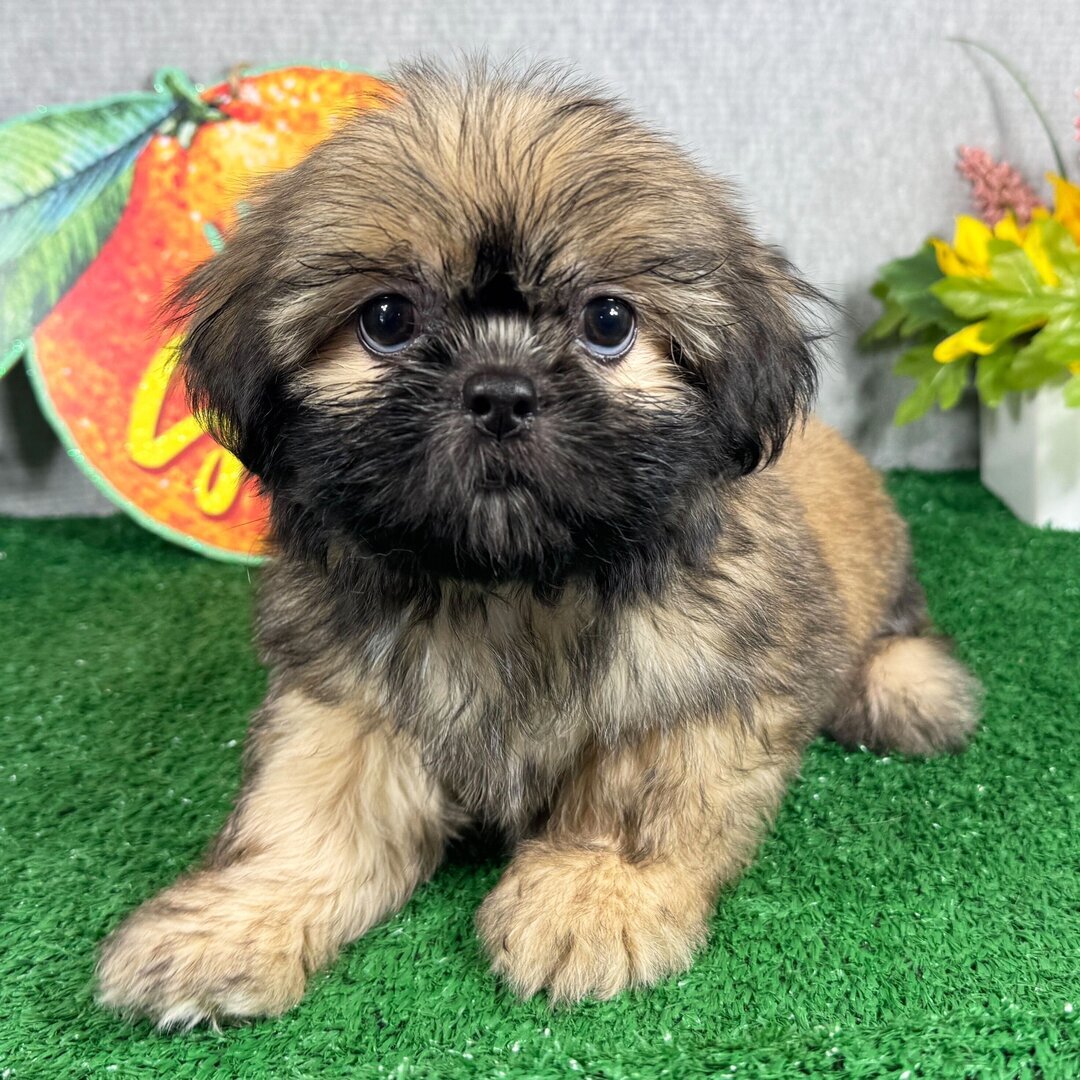 Princeton Male • 10 weeks old • Ready to go home image 2