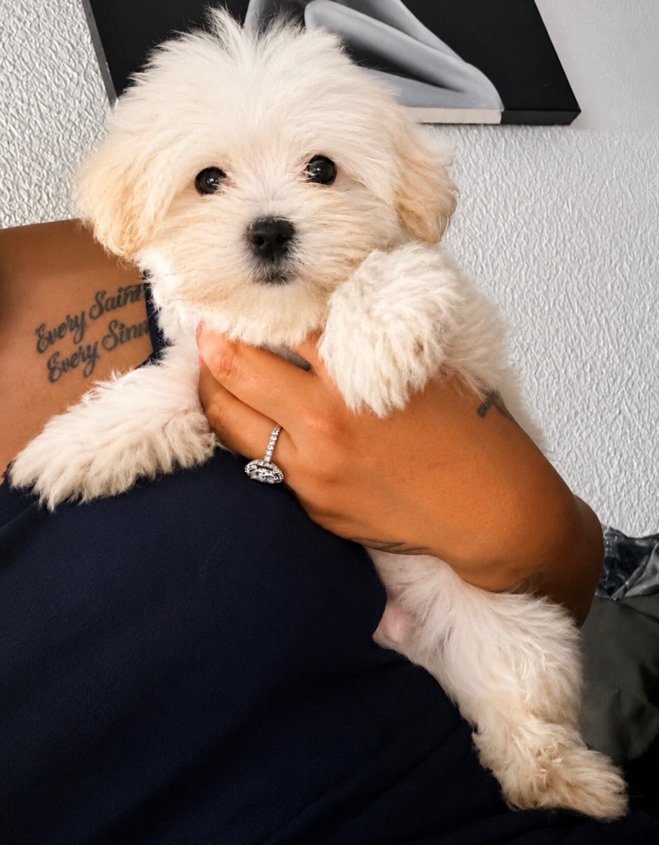 My puppy image 2