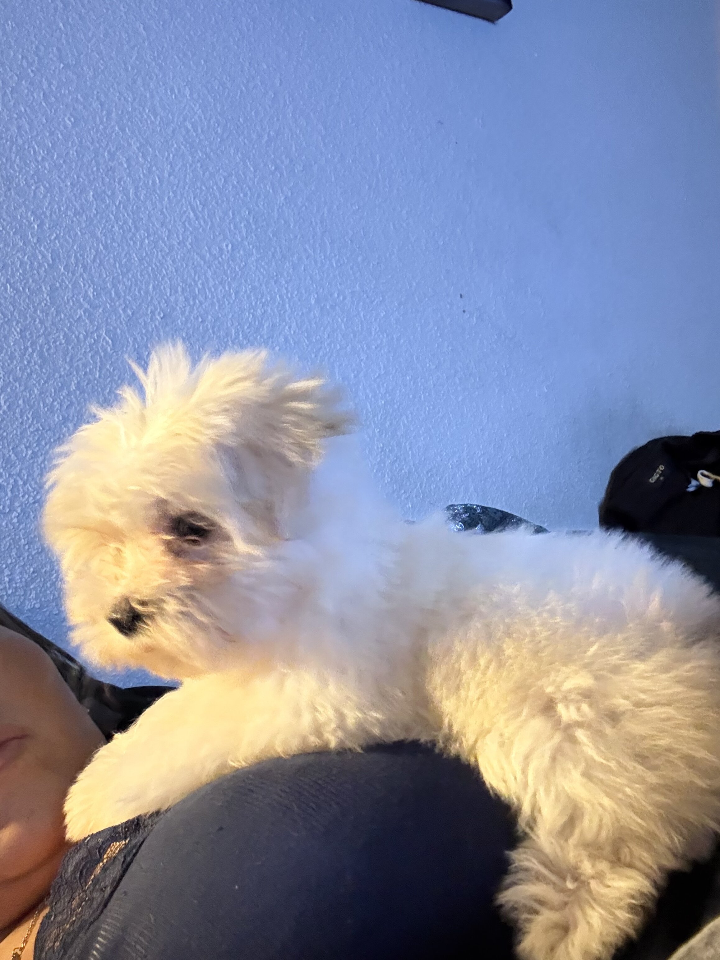 My puppy image 1