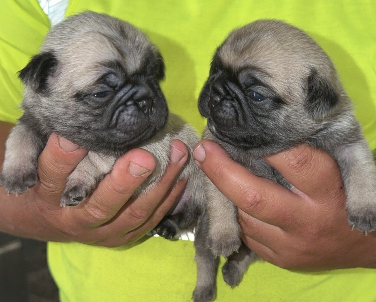 Pug Puppies image 5