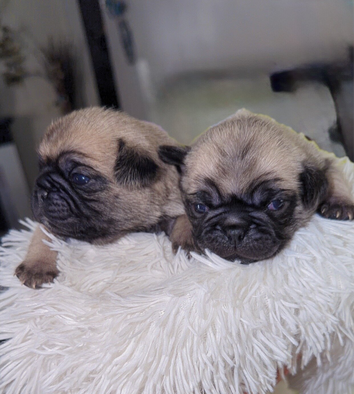 Pug Puppies image 3