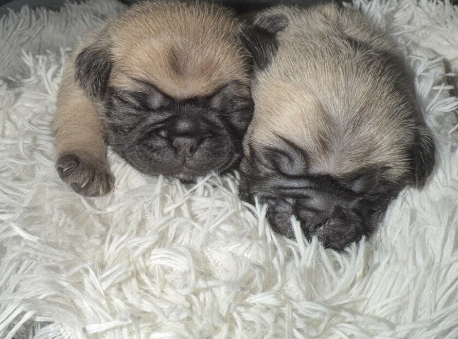 Pug Puppies image 2