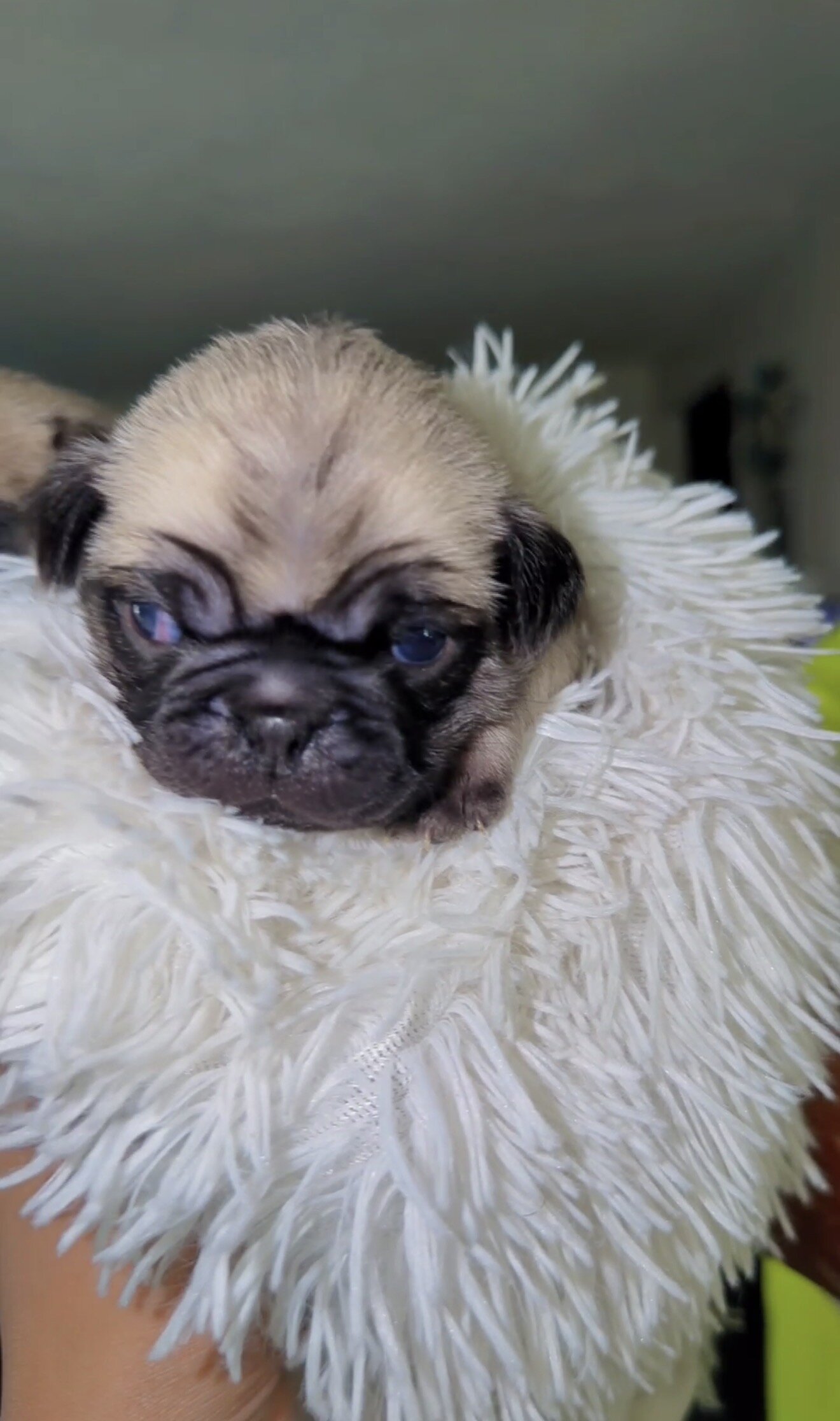 Pug Puppies image 1