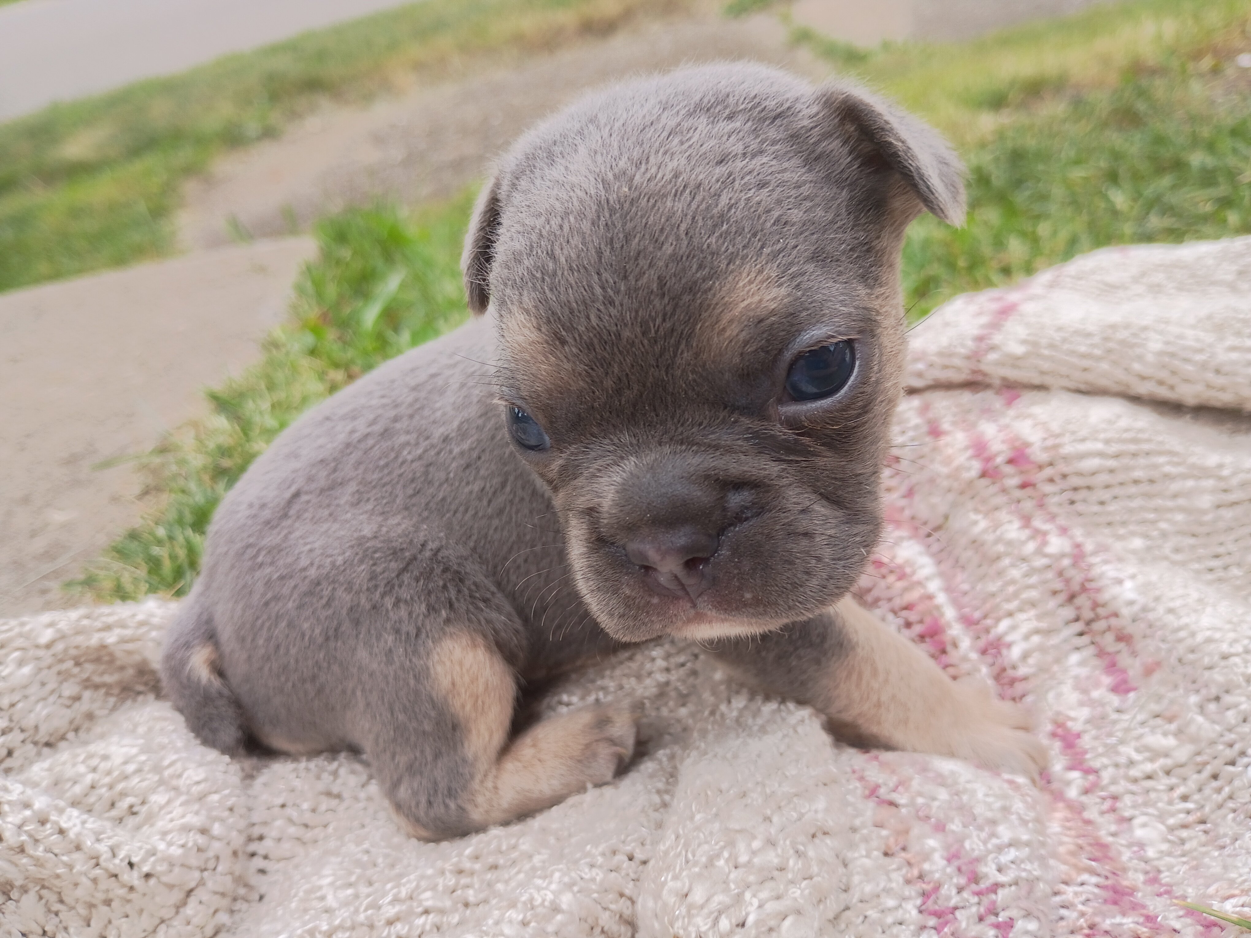 Frenchton image 1