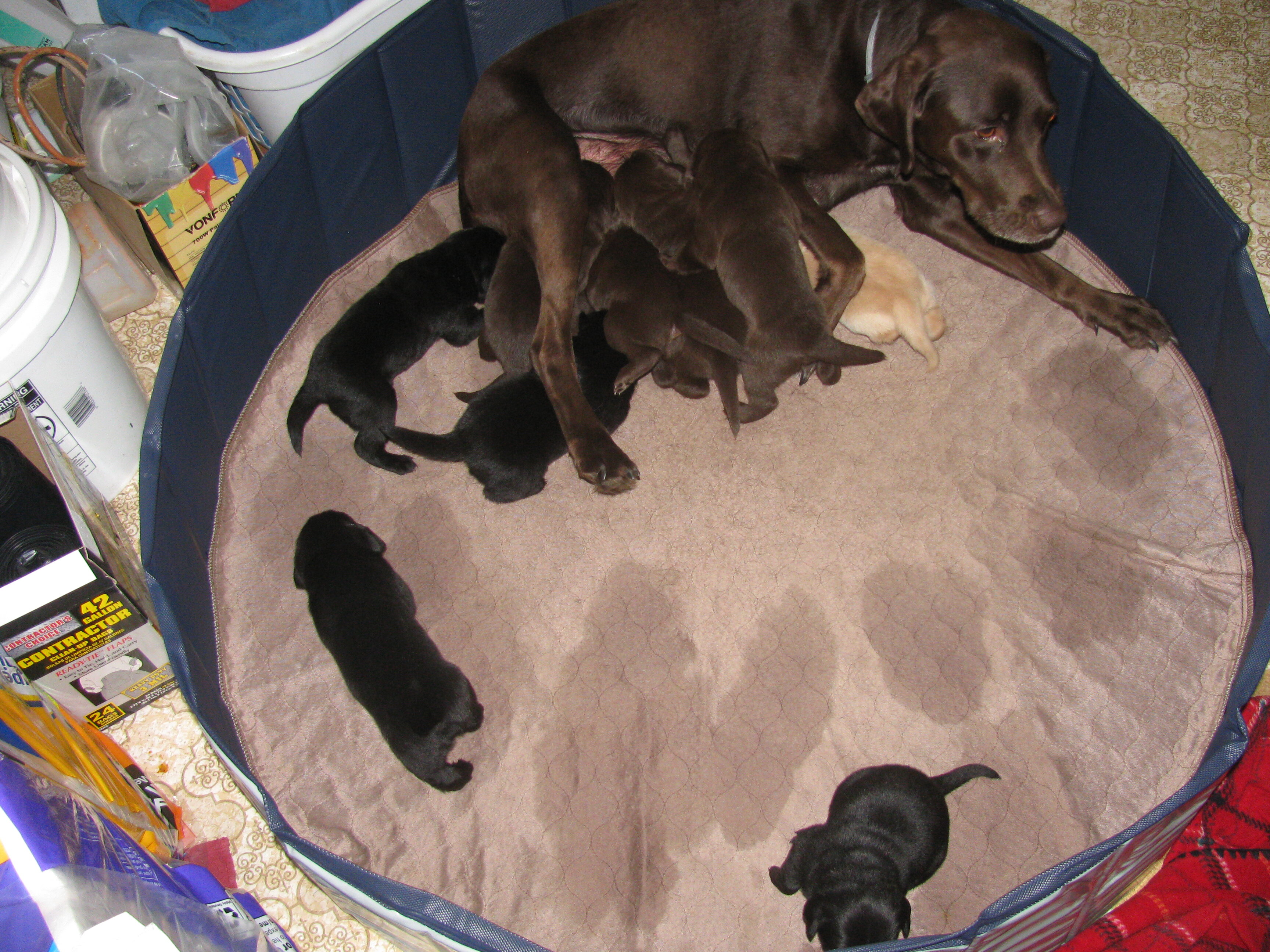 Labrador Retriever puppies image 1