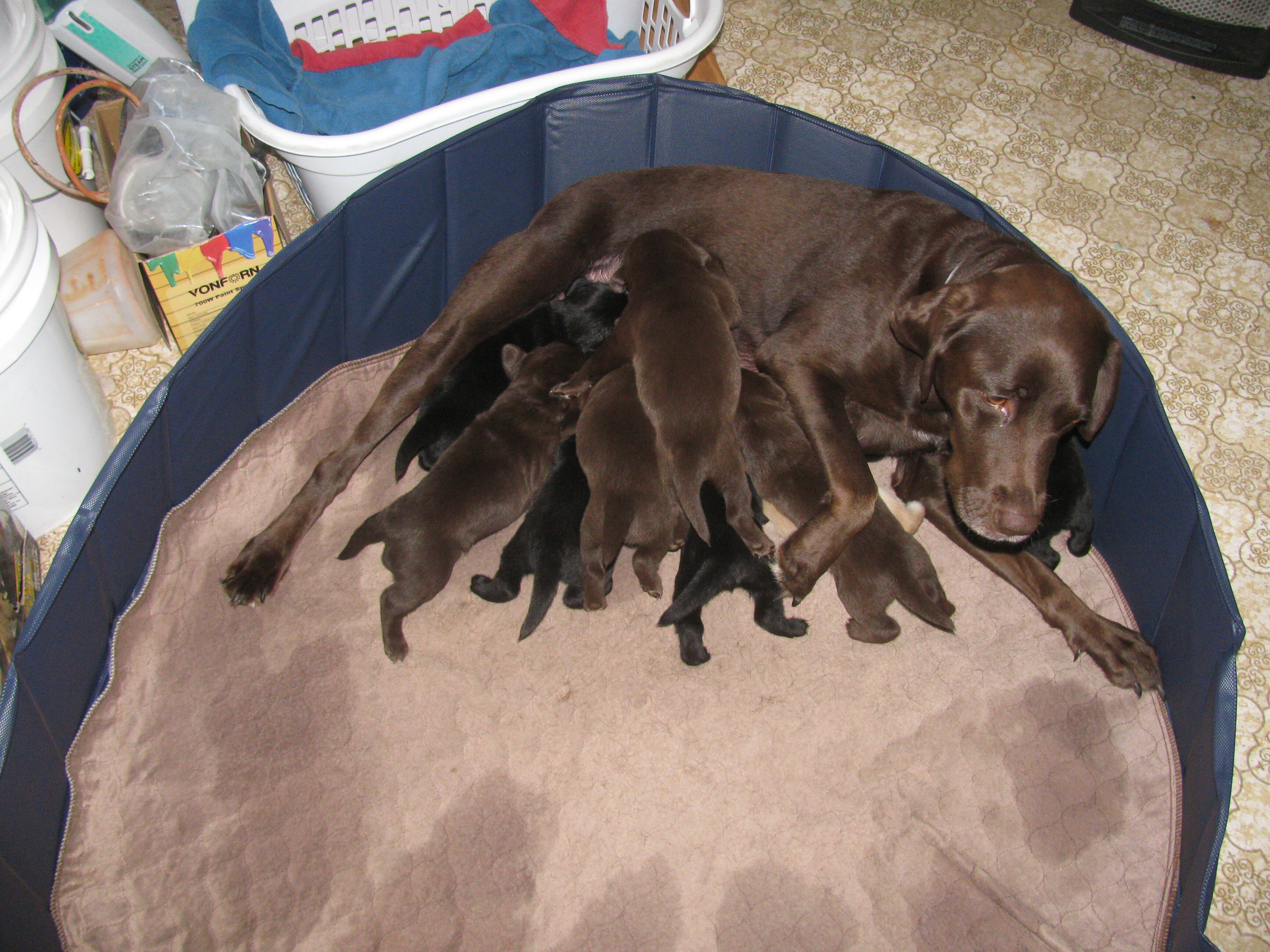 Labrador Retriever puppies image 6