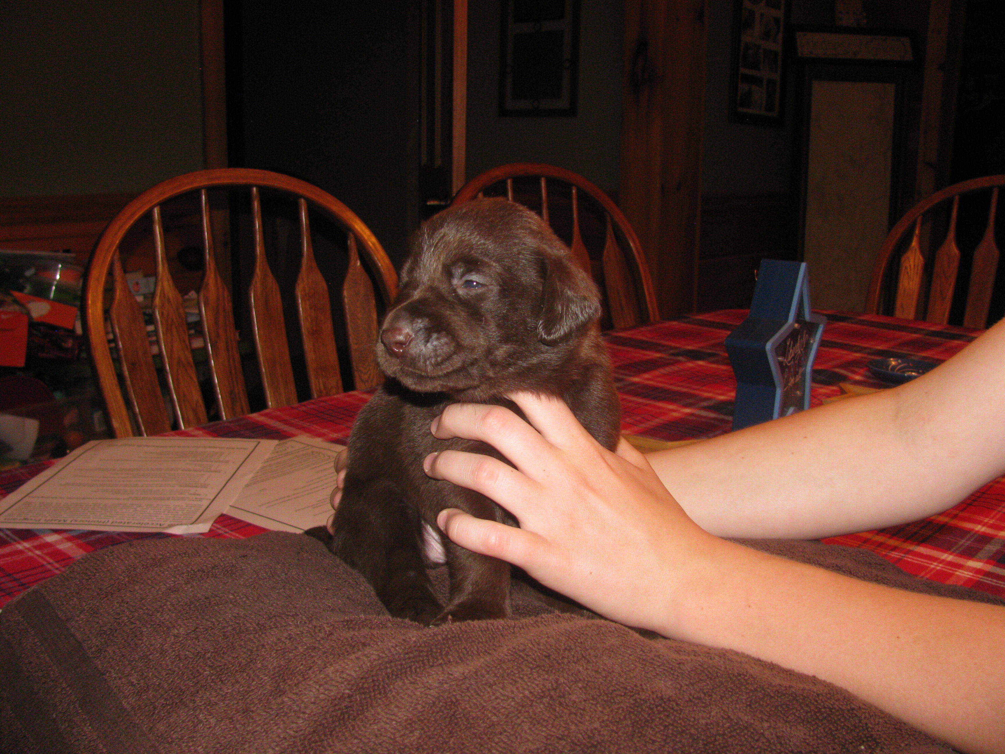 Labrador Retriever puppies image 2
