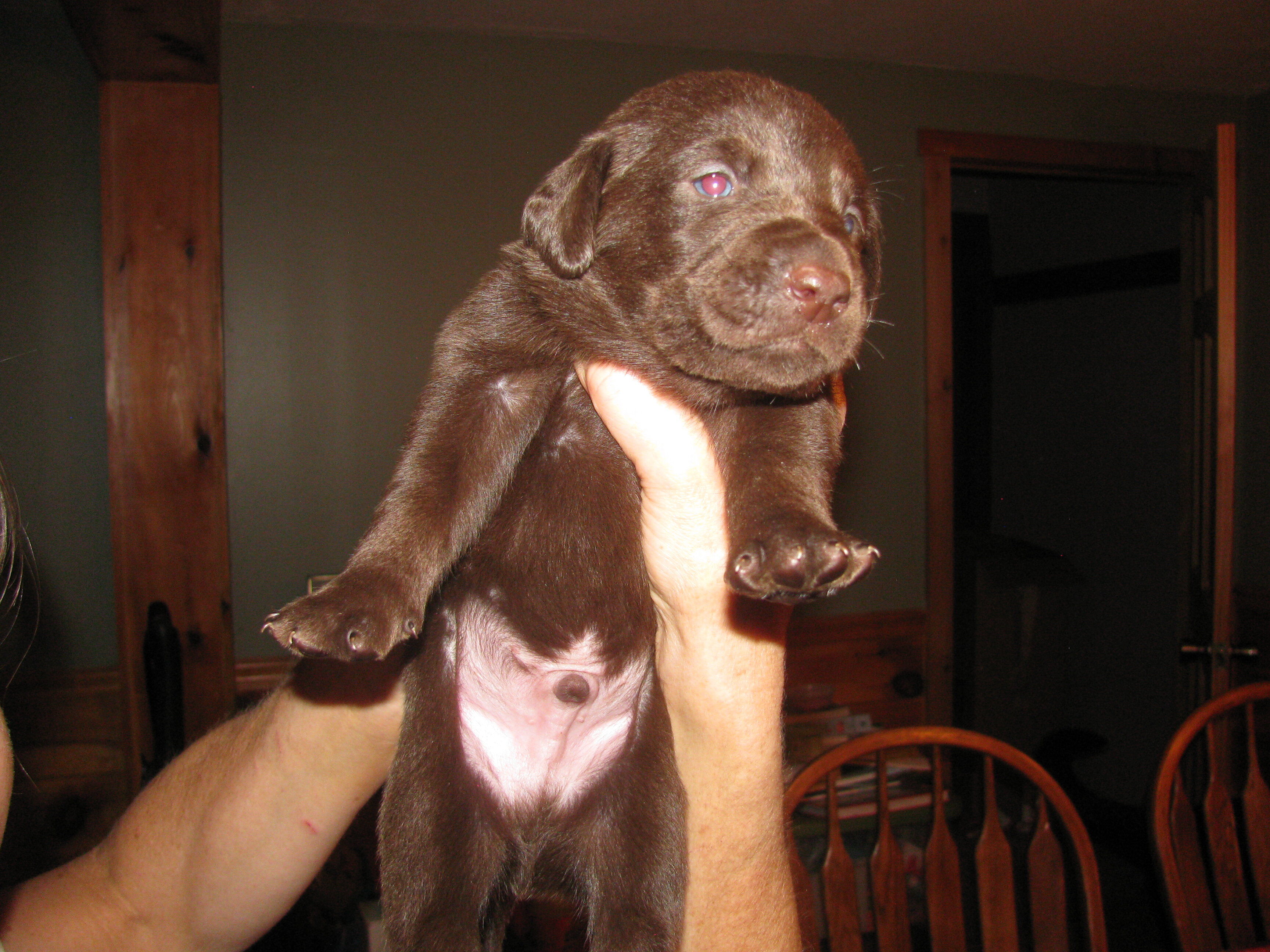 Labrador Retriever puppies image 5