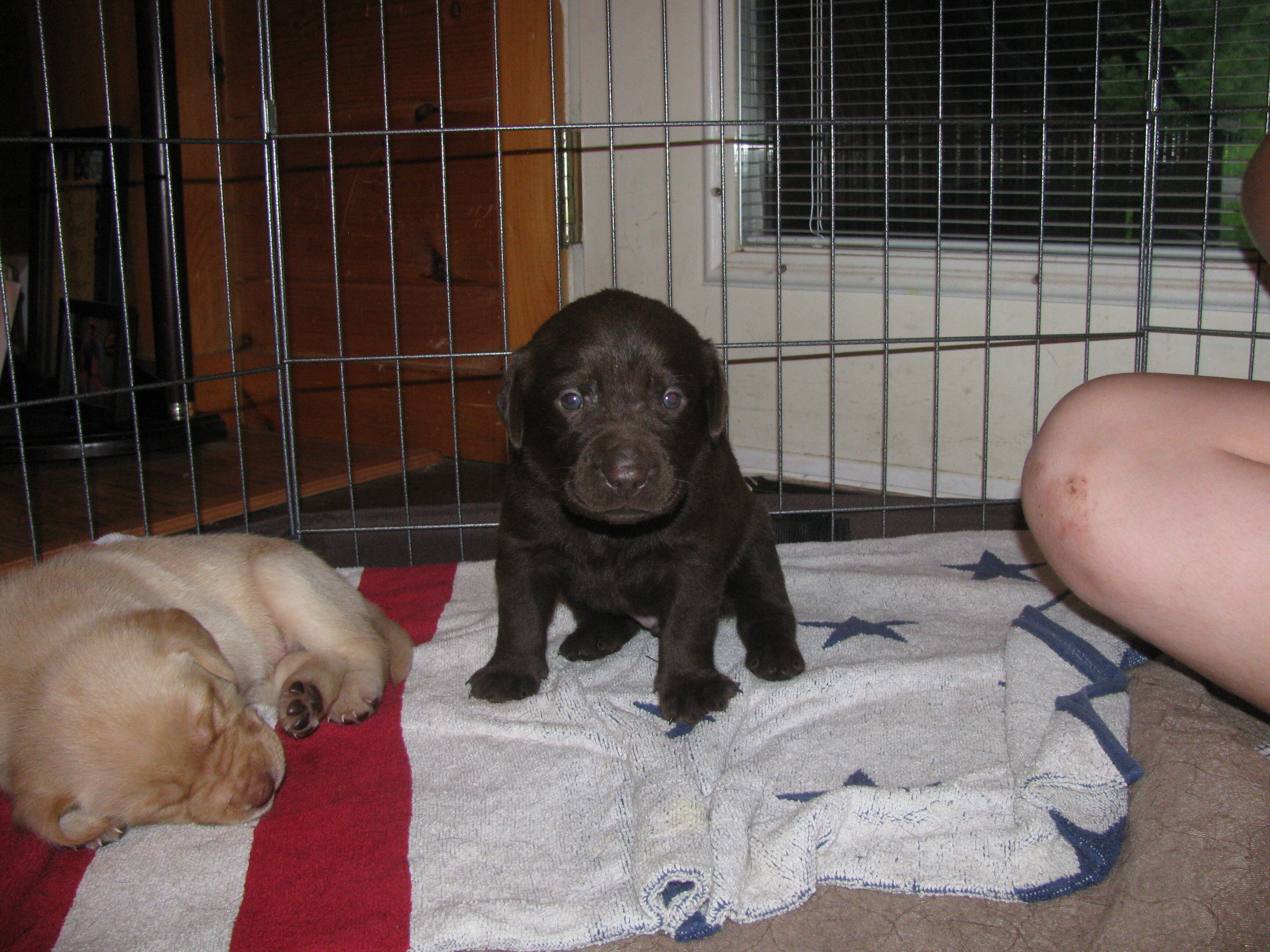 Labrador Retriever puppies image 3