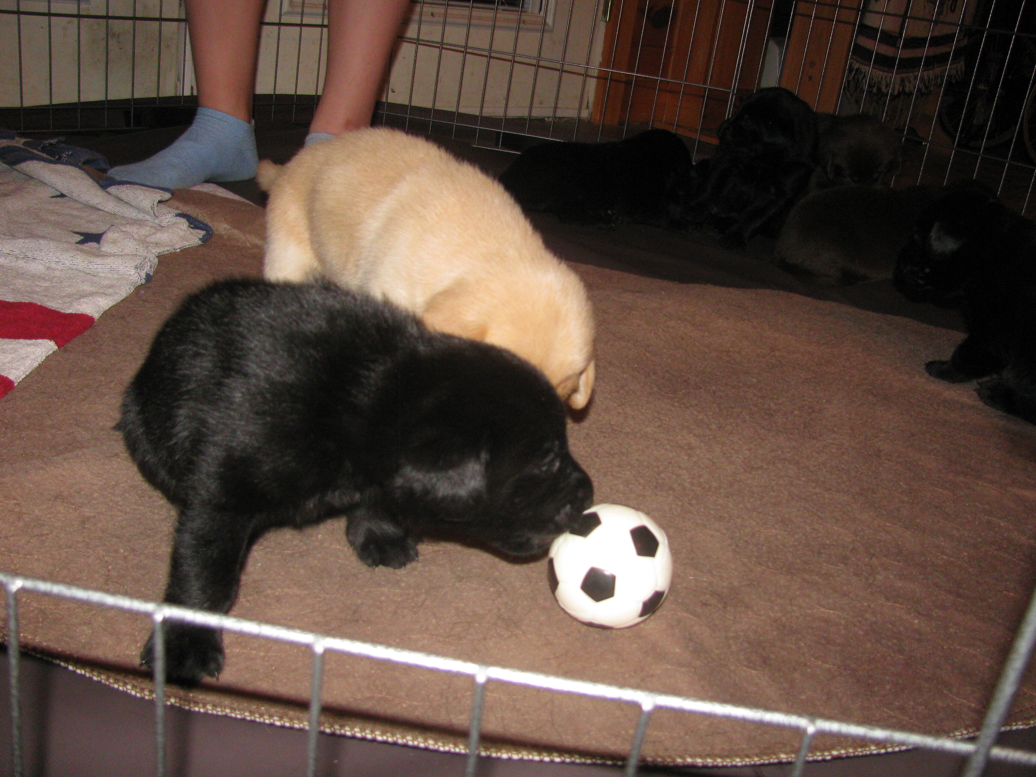 Labrador Retriever puppies image 4