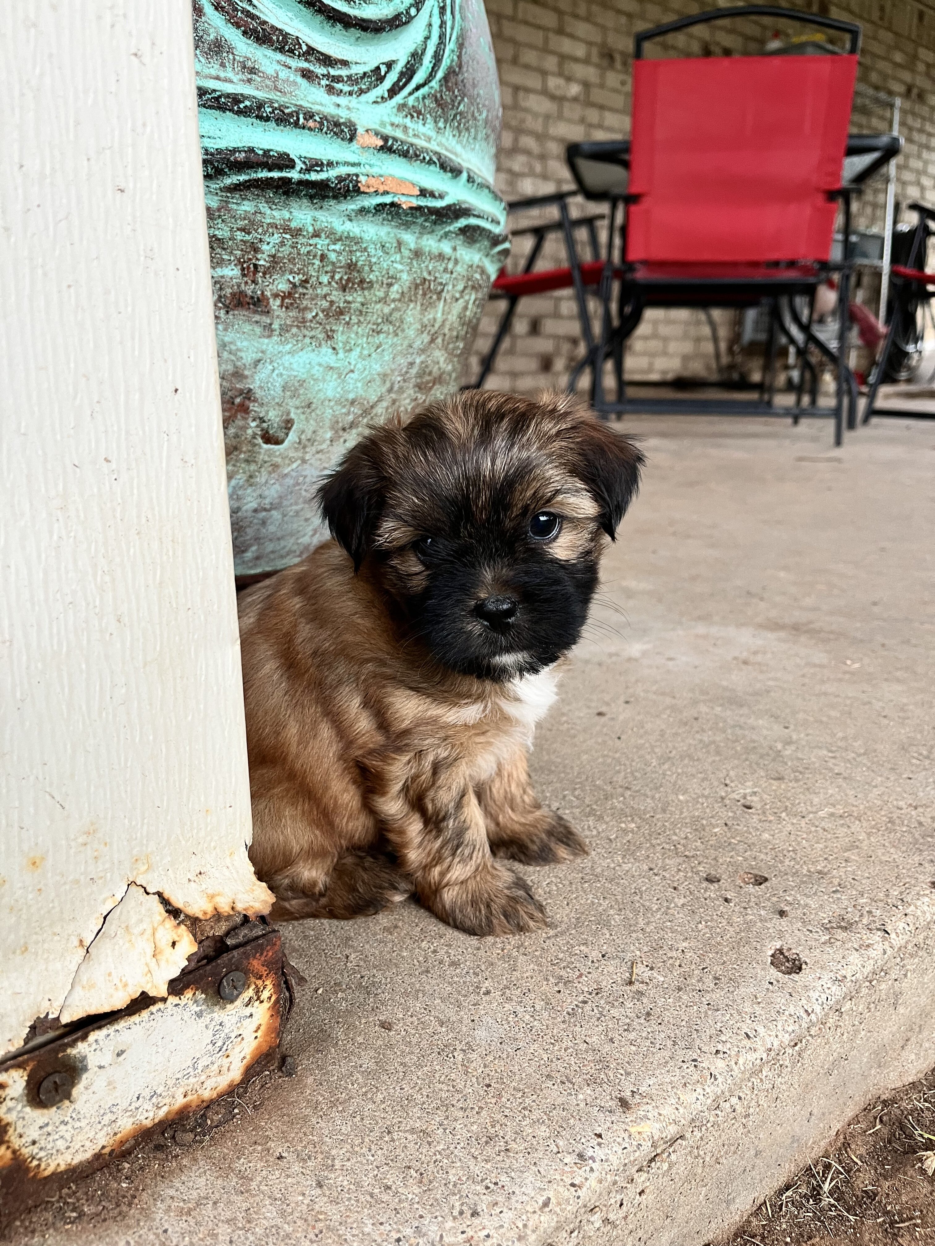 Smorkie Puppies image 5
