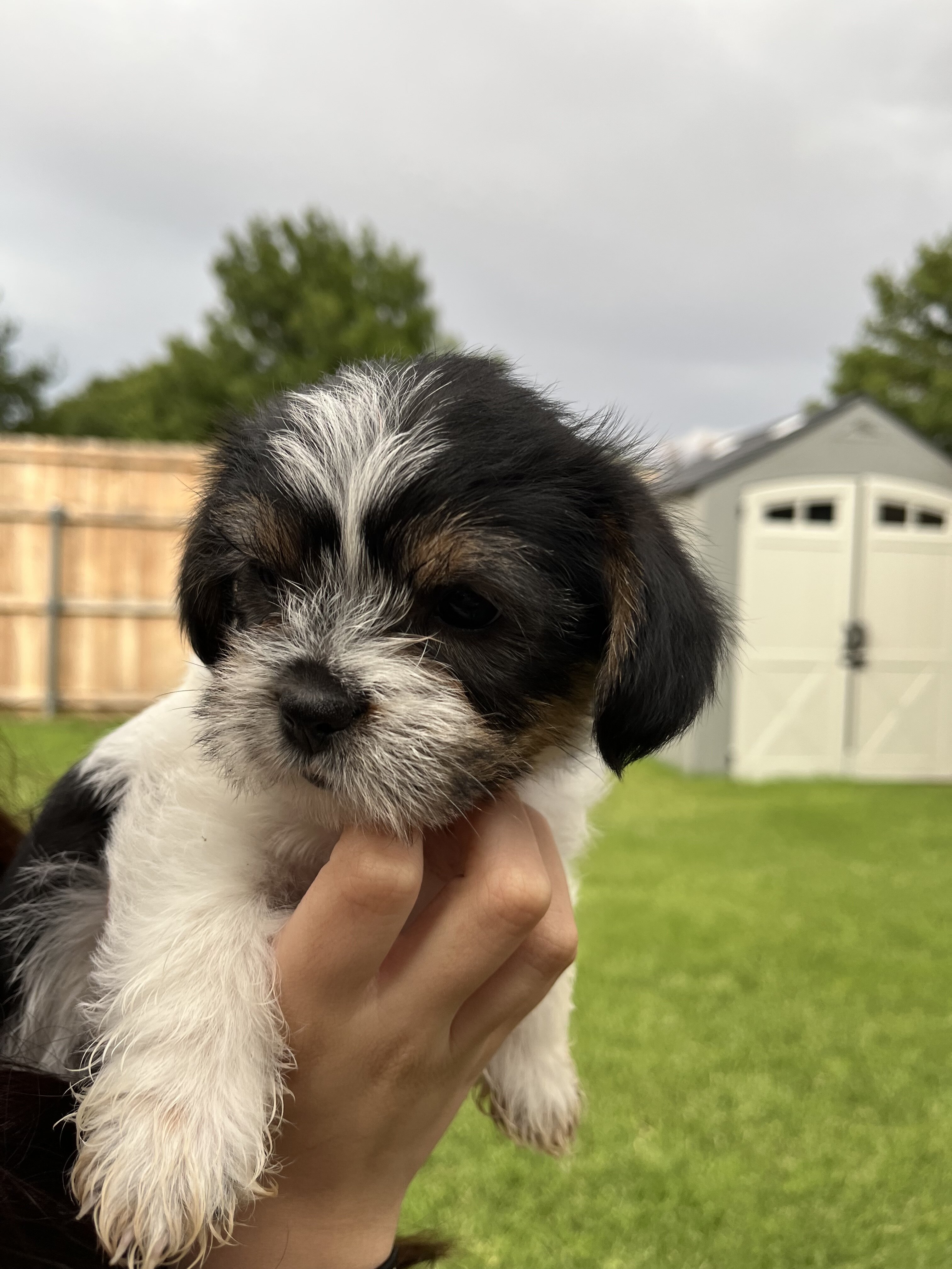 Smorkie Puppies image 4