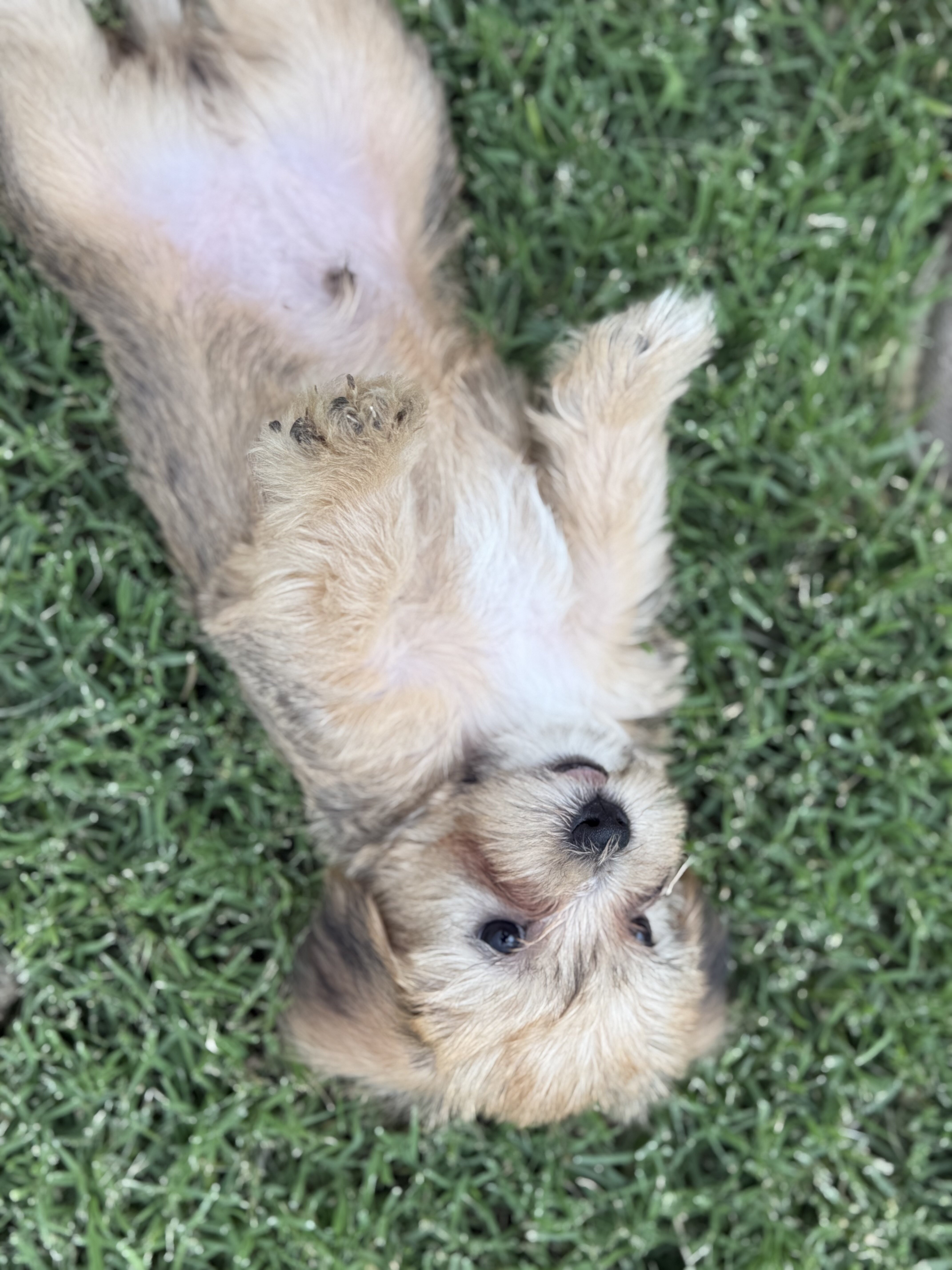 Smorkie Puppies image 3