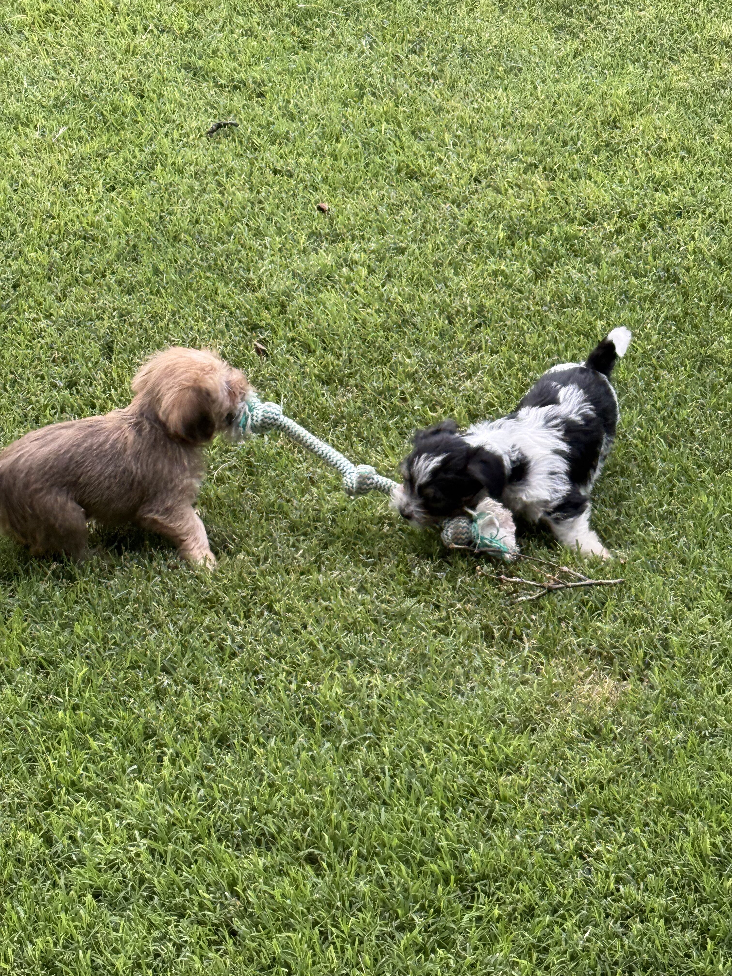 Smorkie Puppies image 1