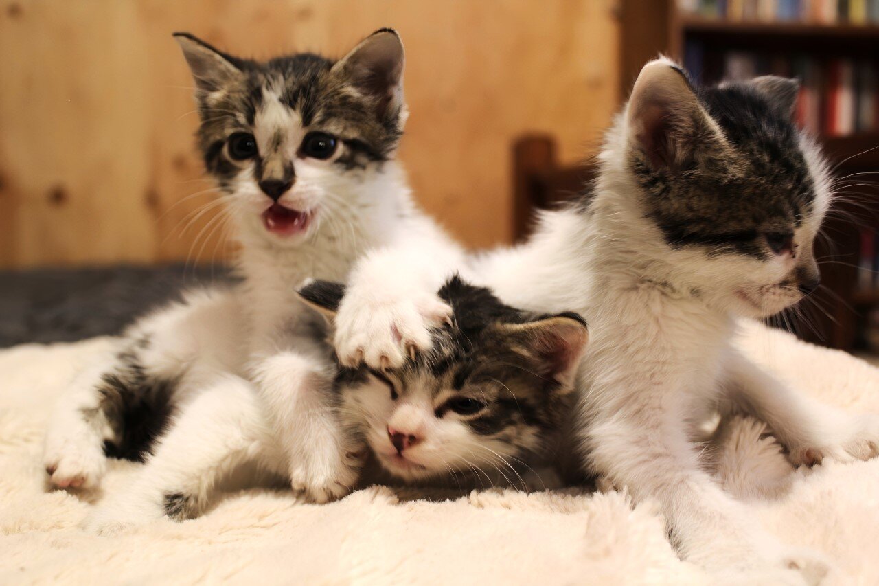 Kittens image 1