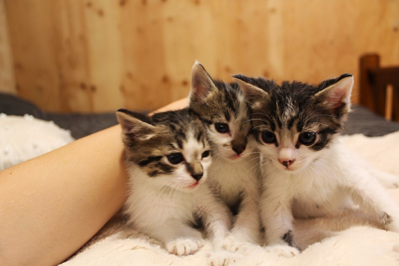 Kittens image 2