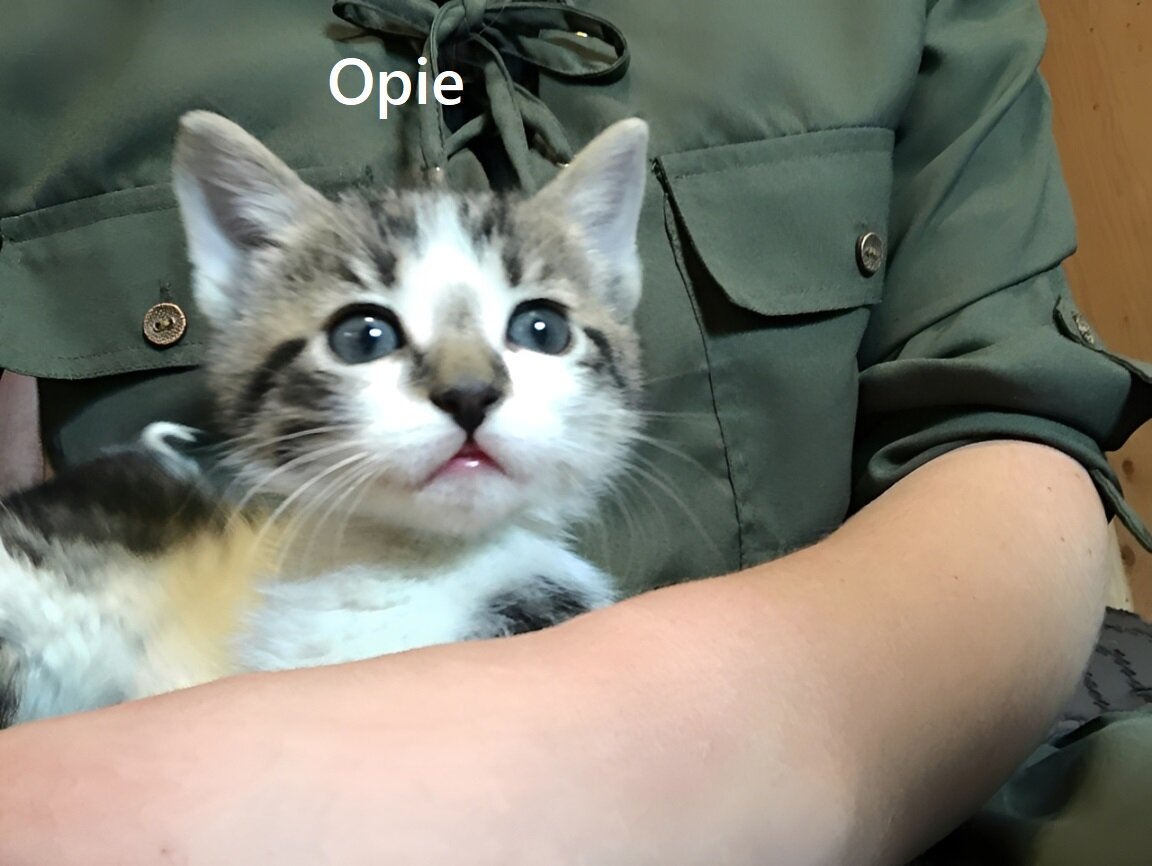 Kittens image 4