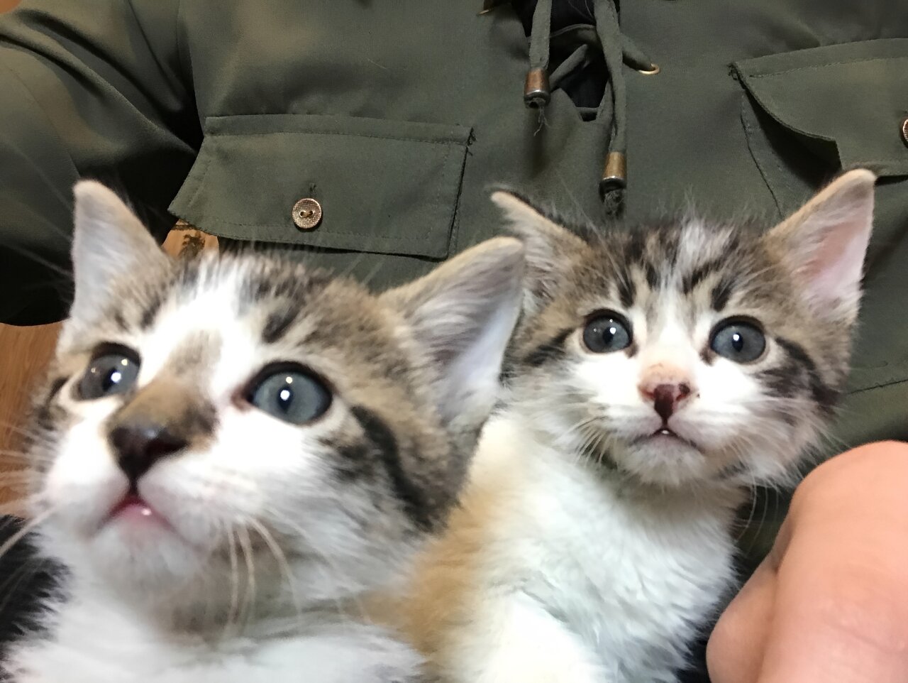 Kittens image 5