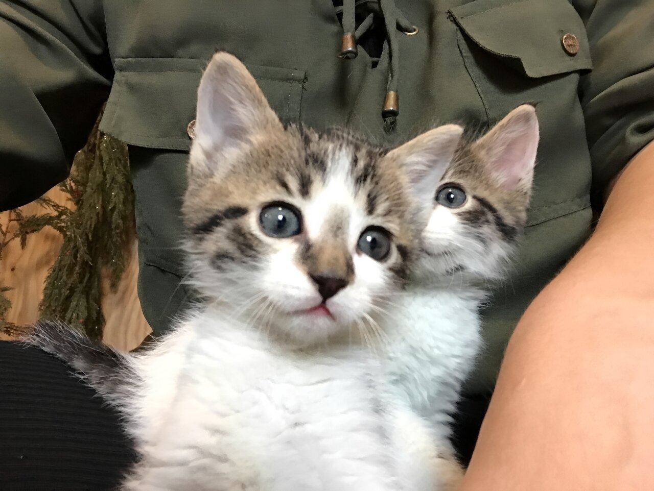 Kittens image 6
