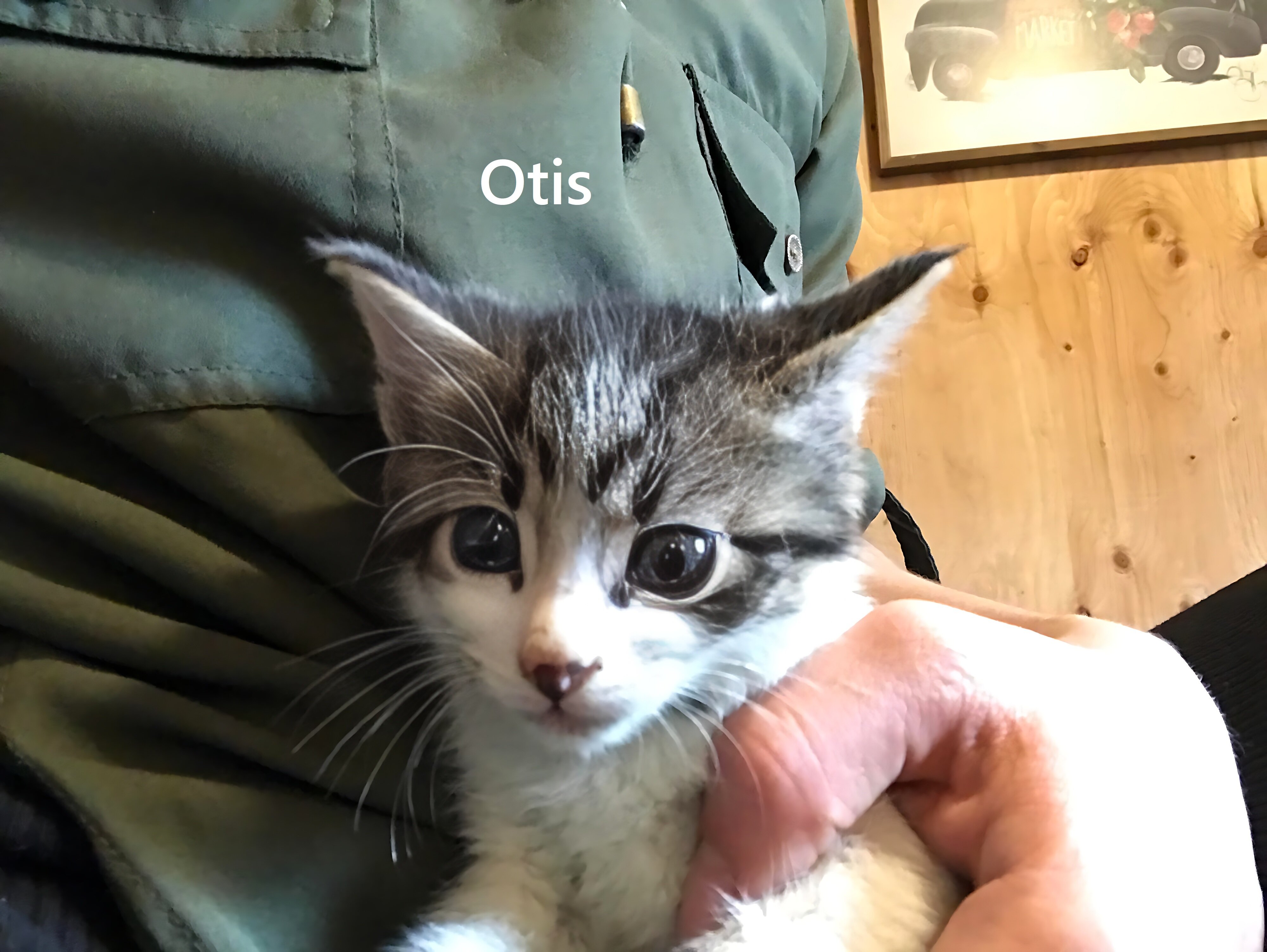 Kittens image 7