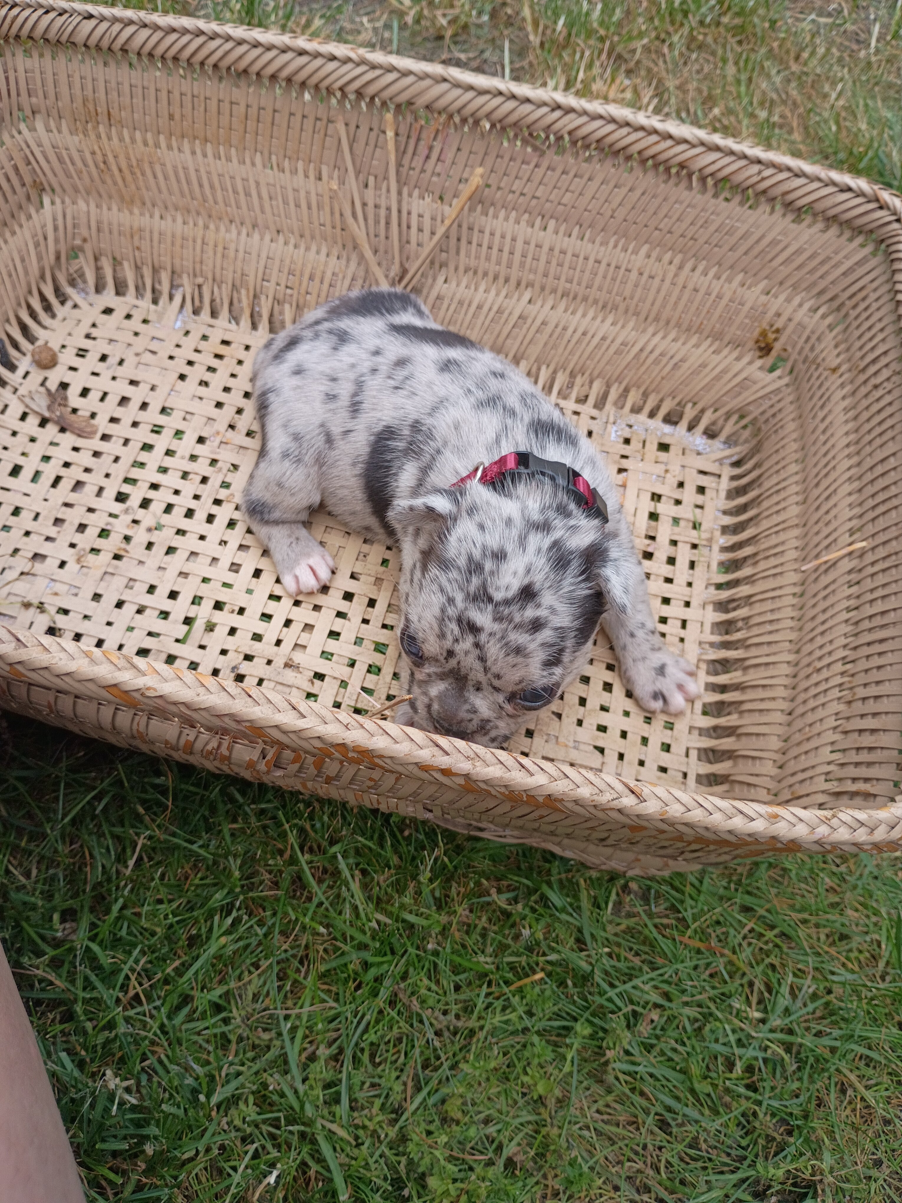 Merle Frenchton image 1