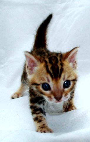 Bengal & Savannah Kittens For Sale image 5