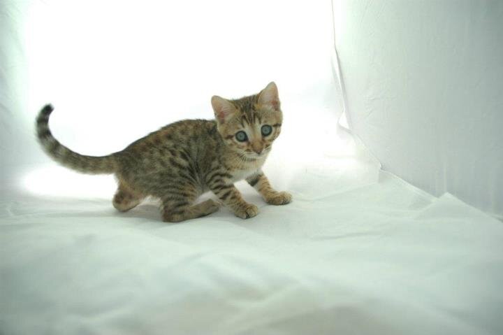 Bengal & Savannah Kittens For Sale image 4