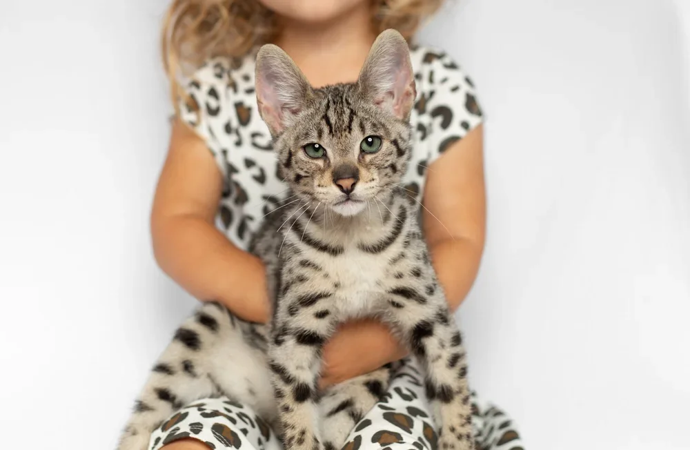 Bengal & Savannah Kittens For Sale image 1