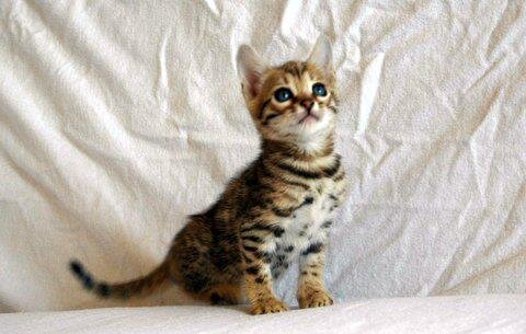 Bengal & Savannah Kittens For Sale image 3