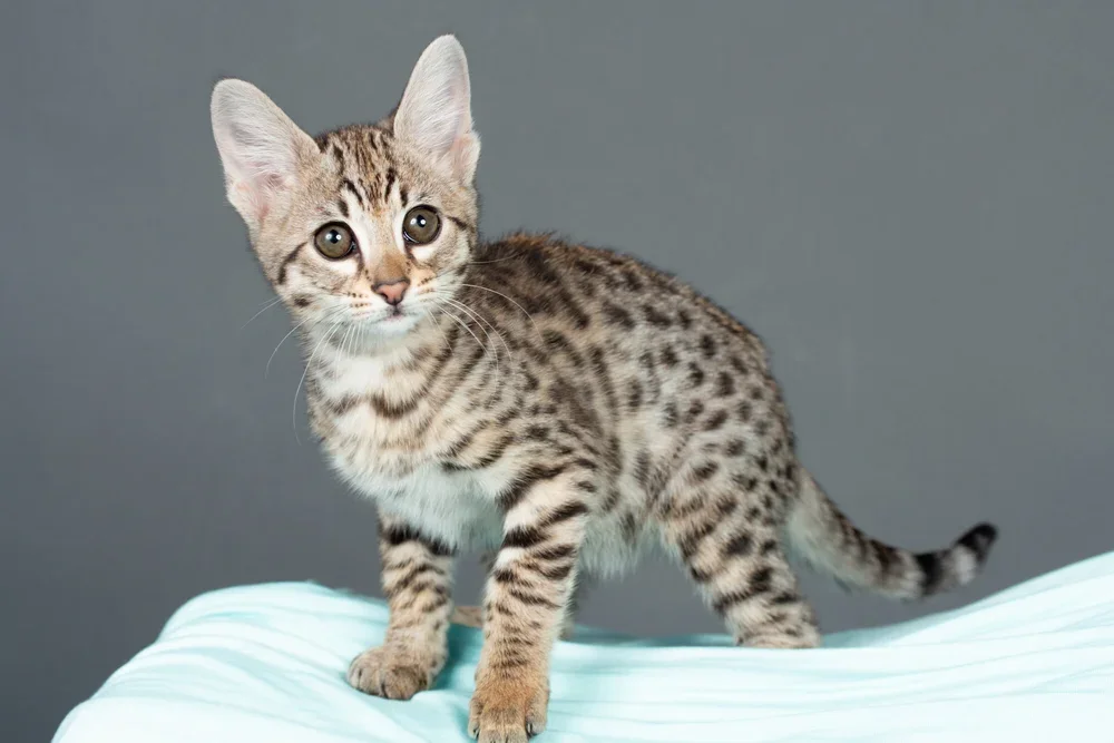 Bengal & Savannah Kittens For Sale image 2