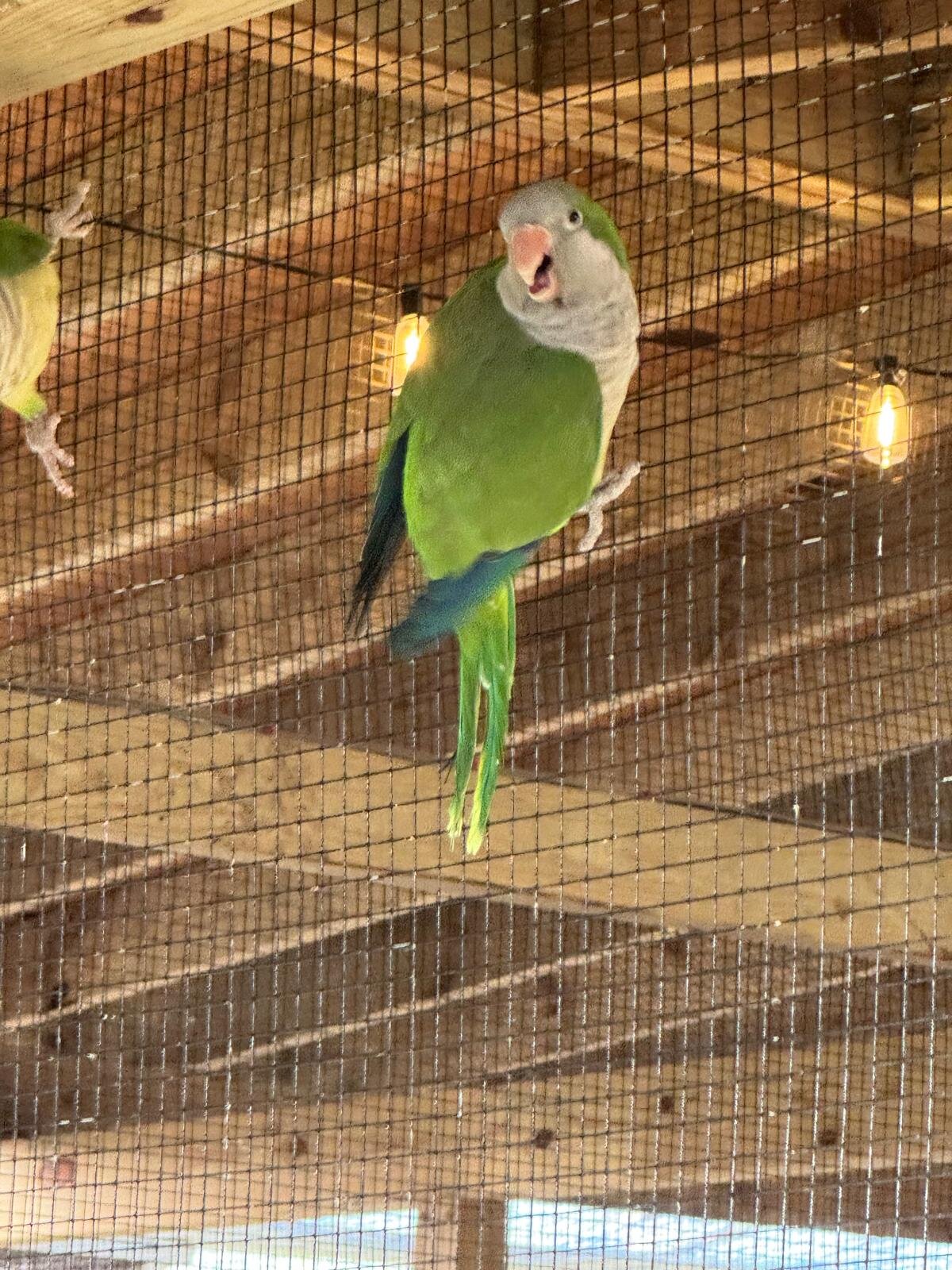 Quaker Parrots (Monk Parrots) image 4