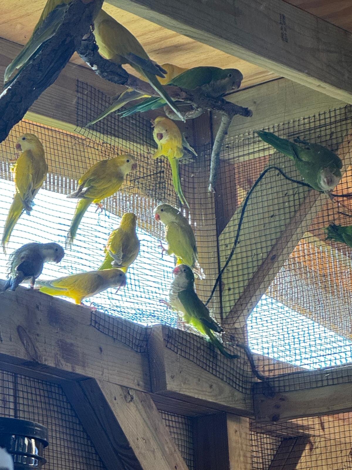 Quaker Parrots (Monk Parrots) image 3