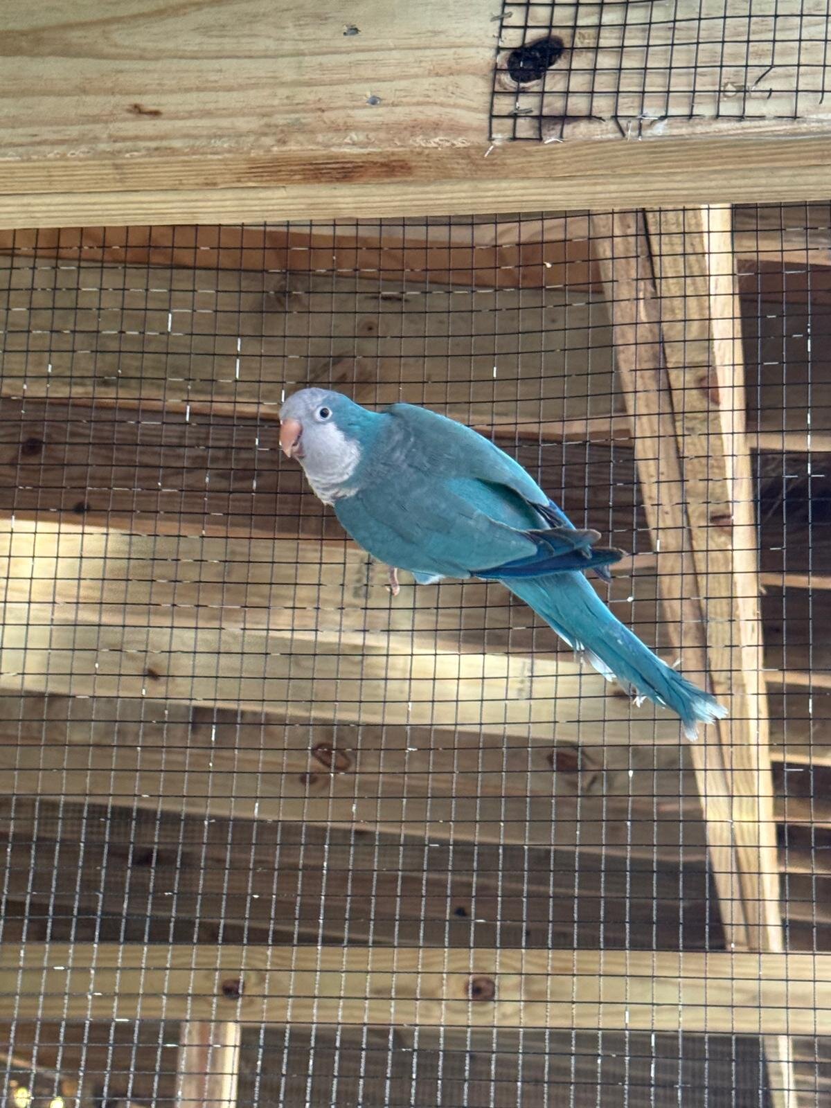 Quaker Parrots (Monk Parrots) image 1
