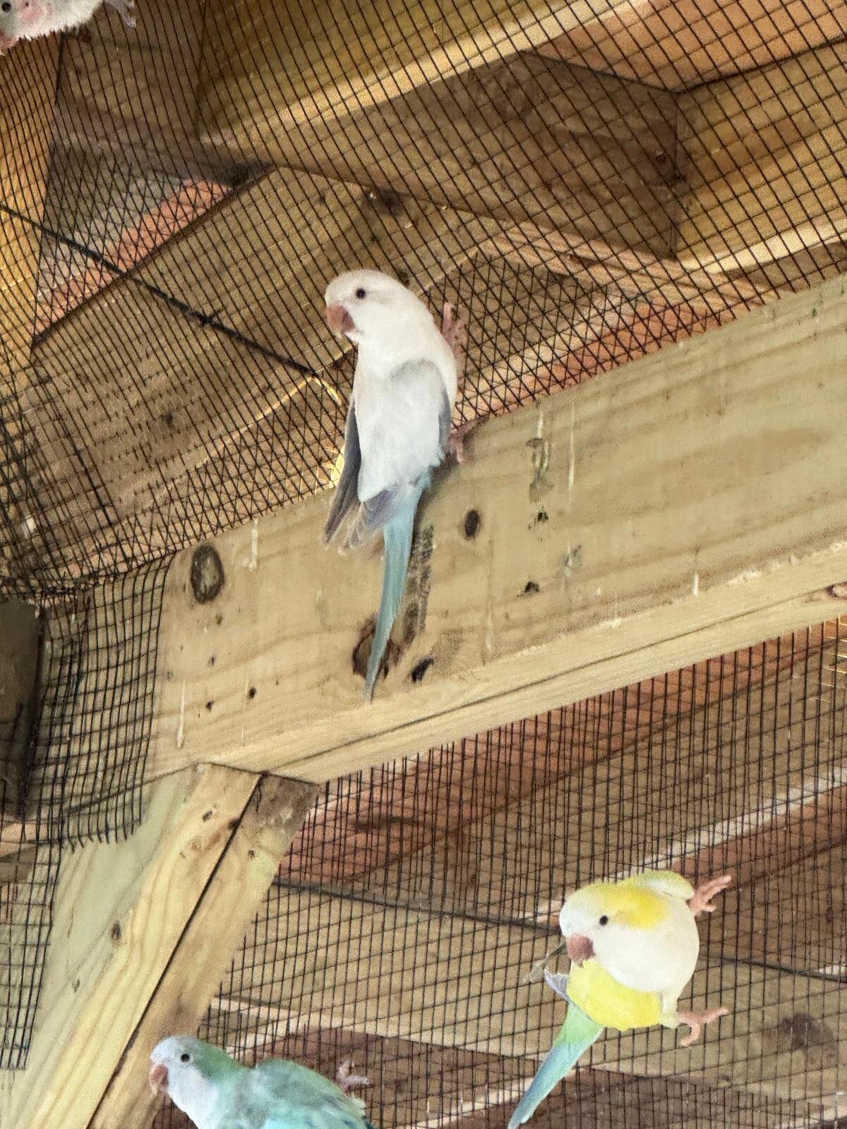 Quaker Parrots (Monk Parrots) image 5