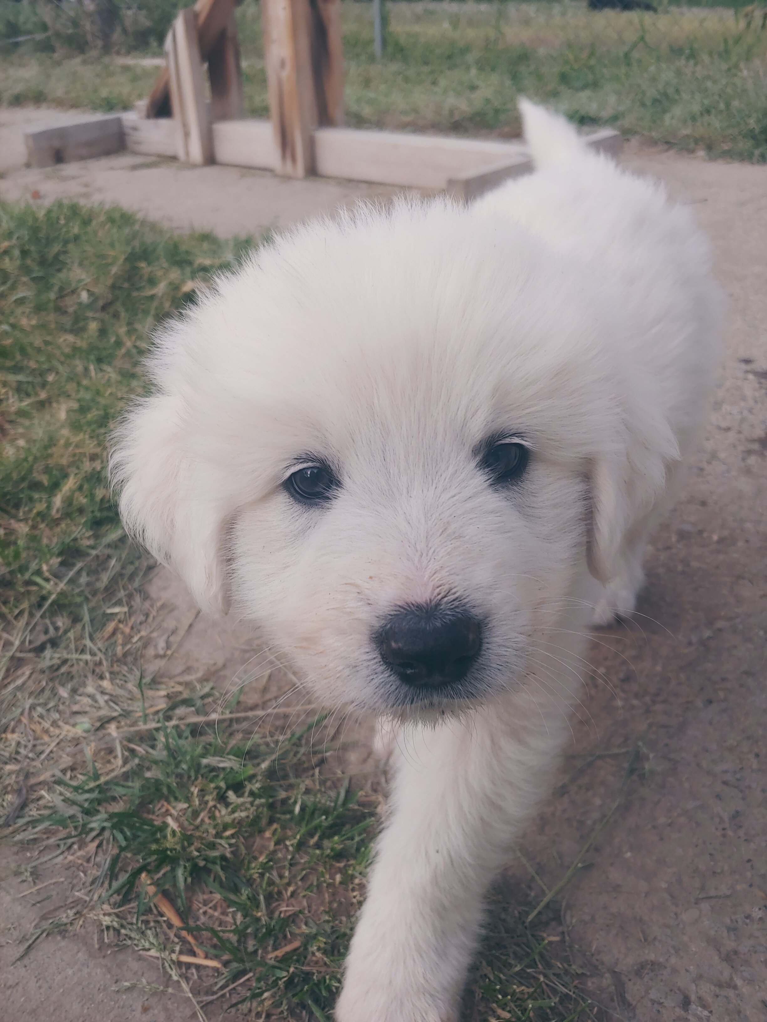 Colorado Mountain Dog Puppies image 3
