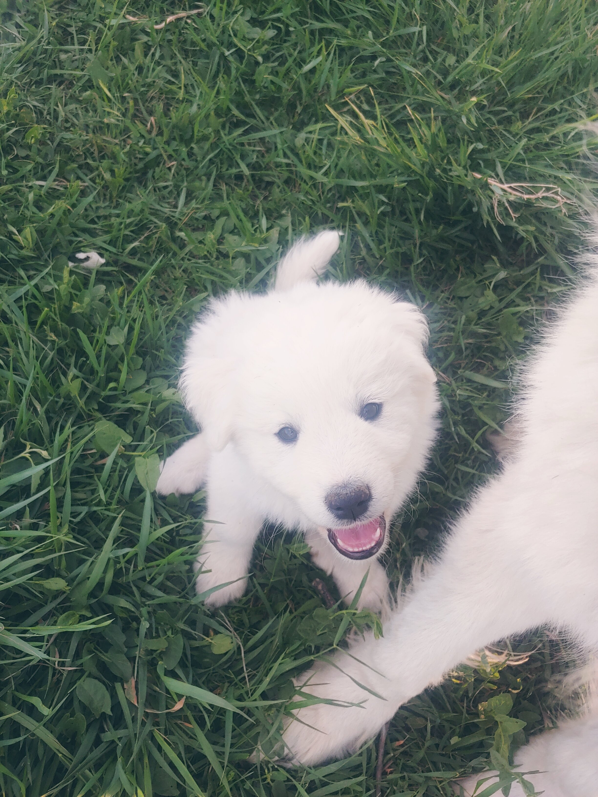 Colorado Mountain Dog Puppies image 1