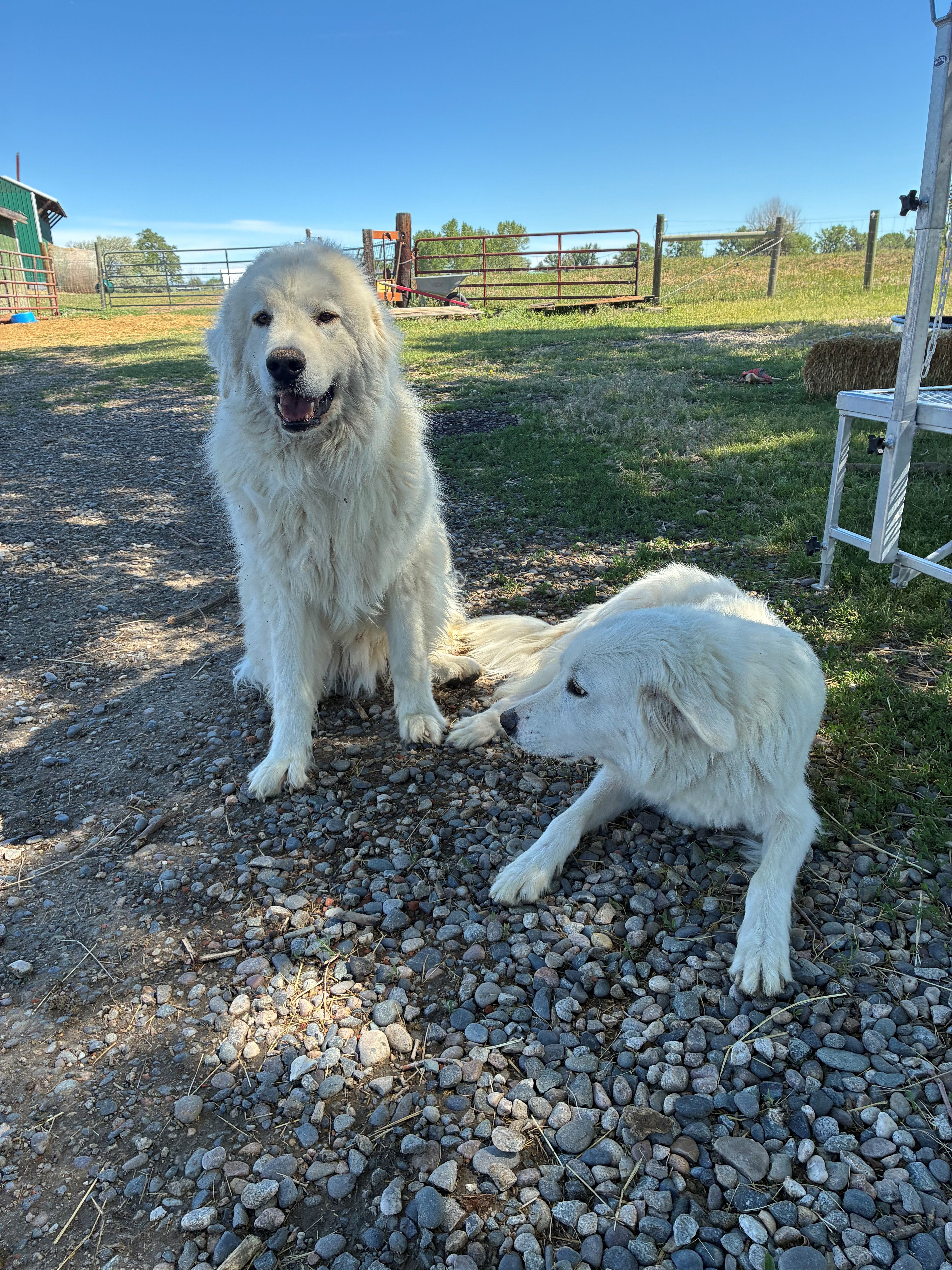 Colorado Mountain Dog Puppies image 5