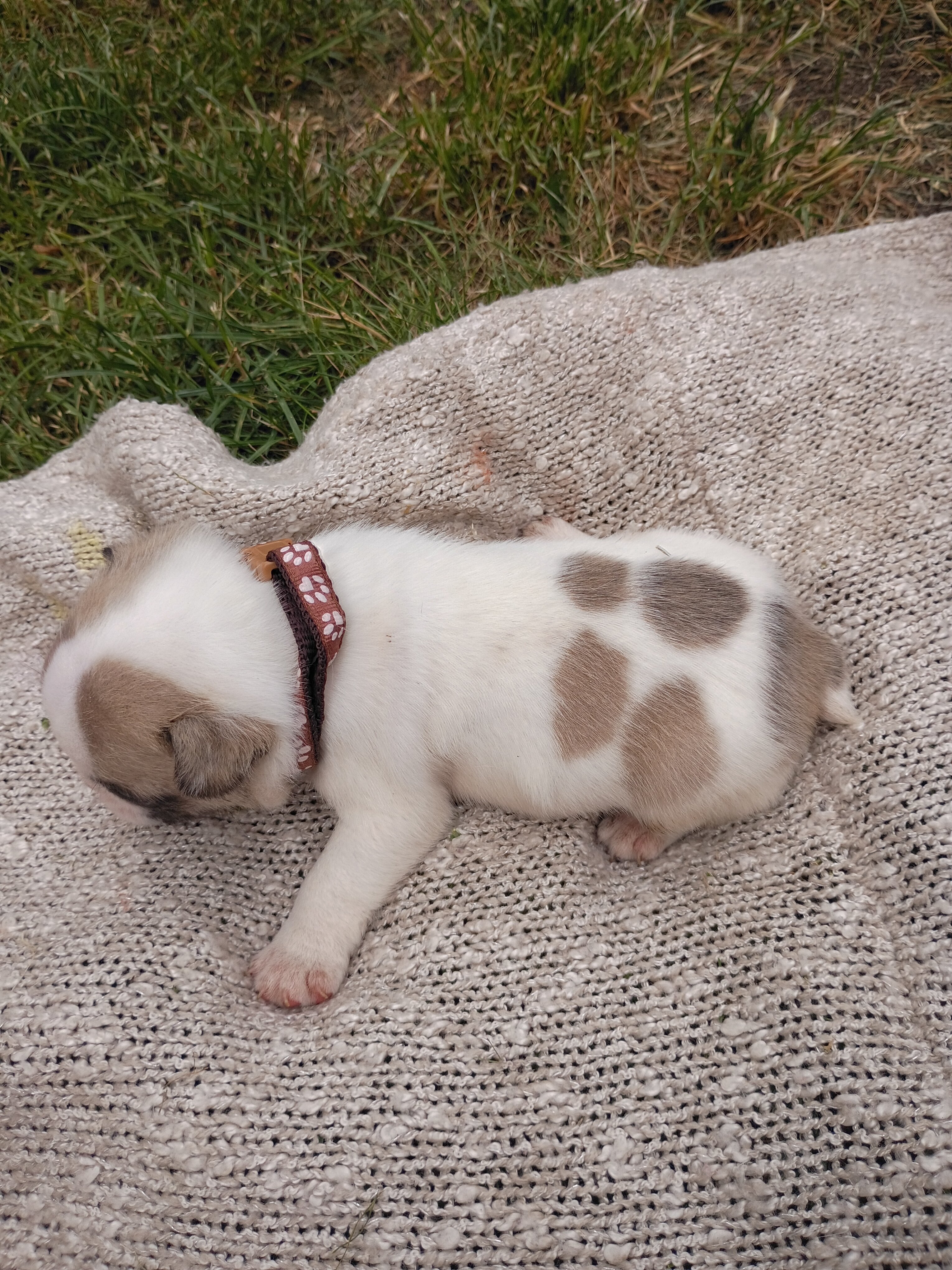 Male Frenchton image 1