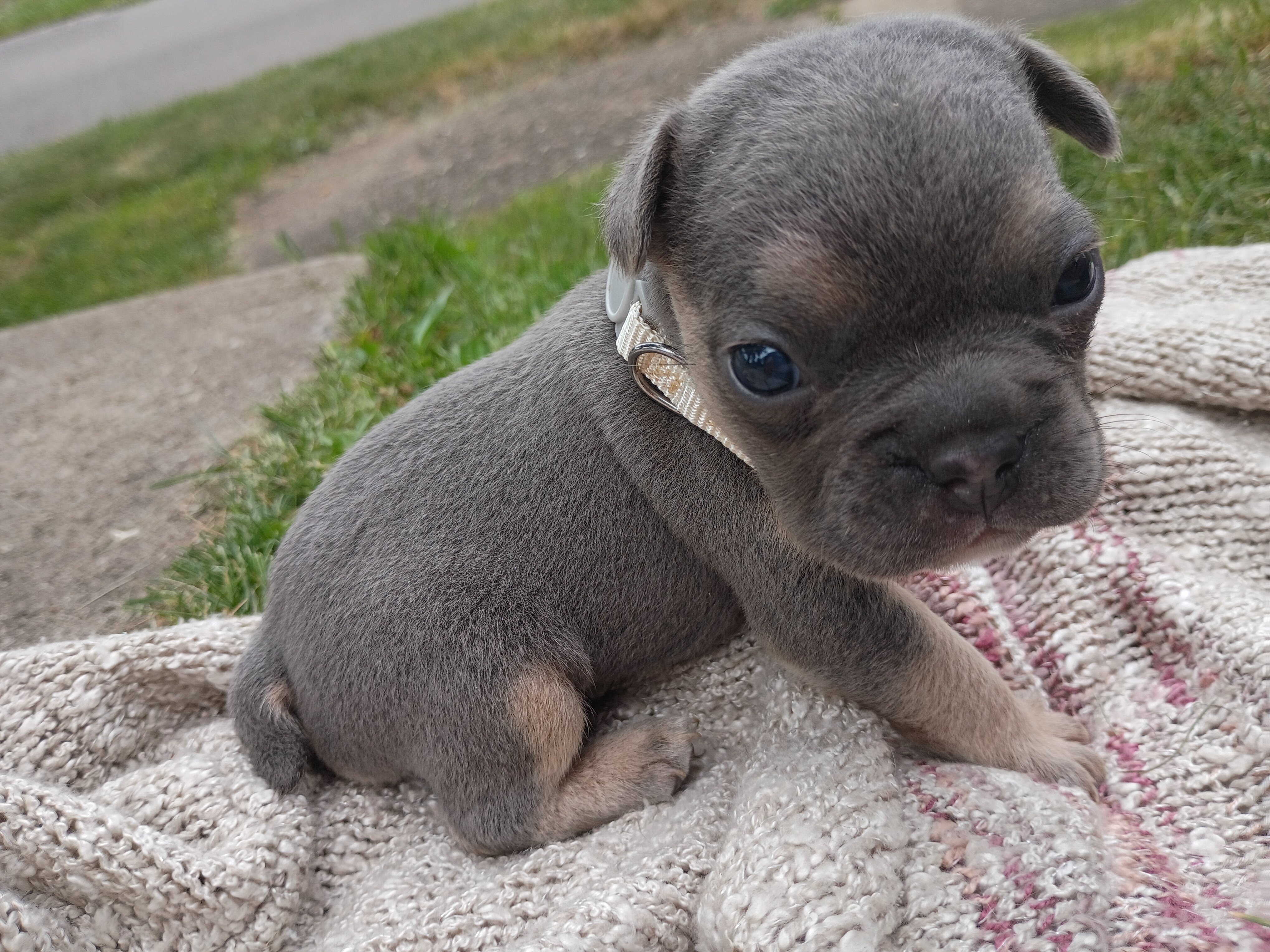 Frenchton male image 1