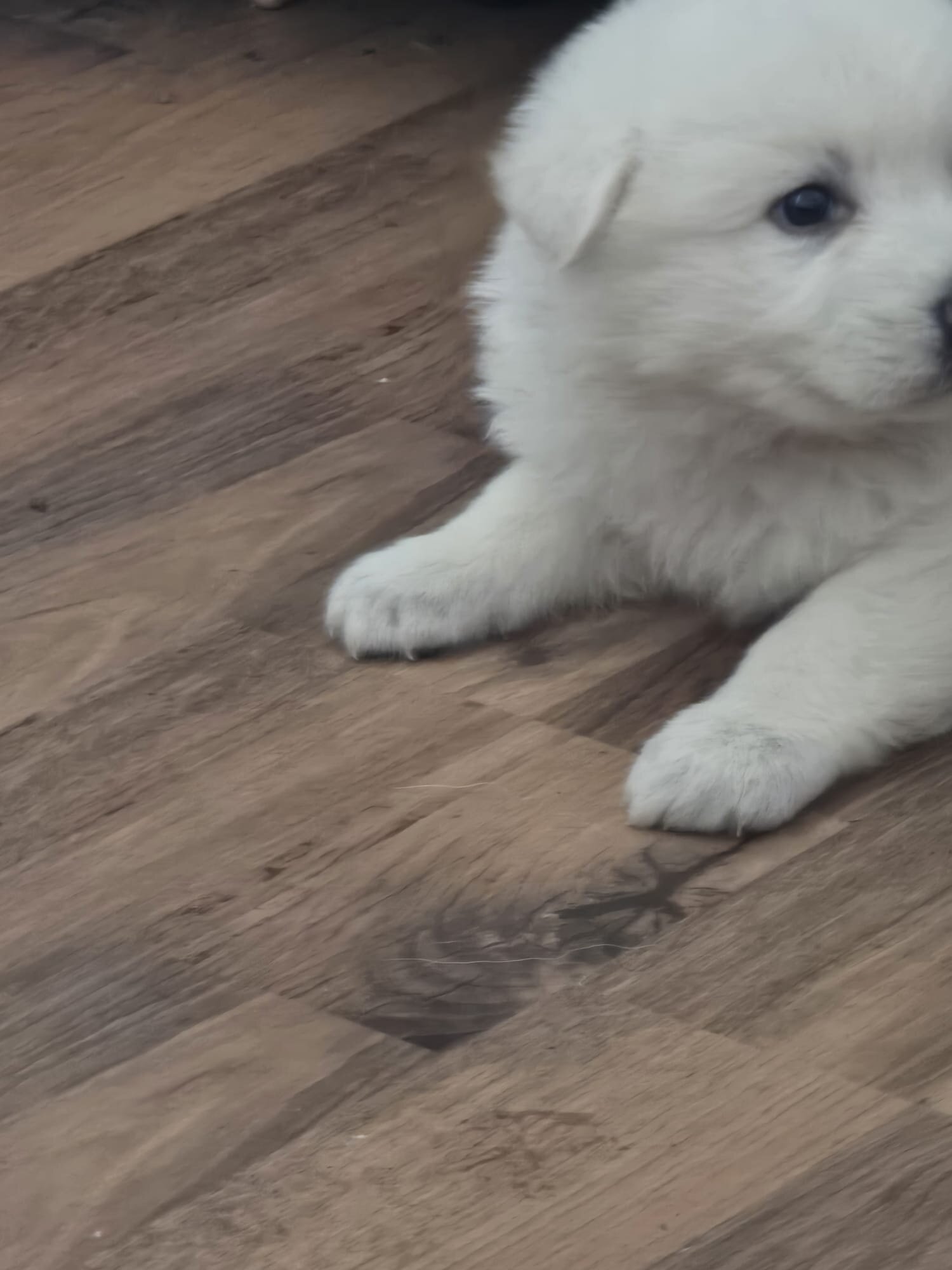 White German Shepheard image 1