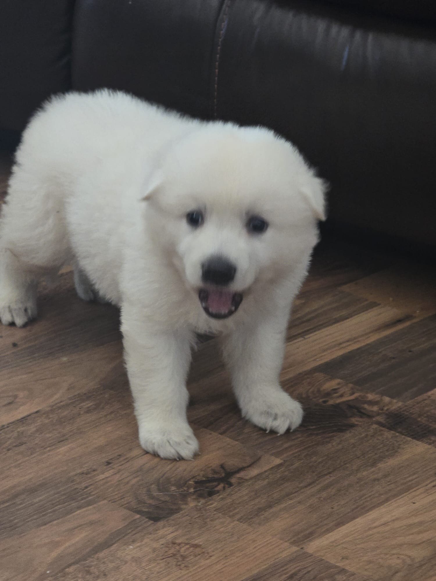 White German Shepheard image 4