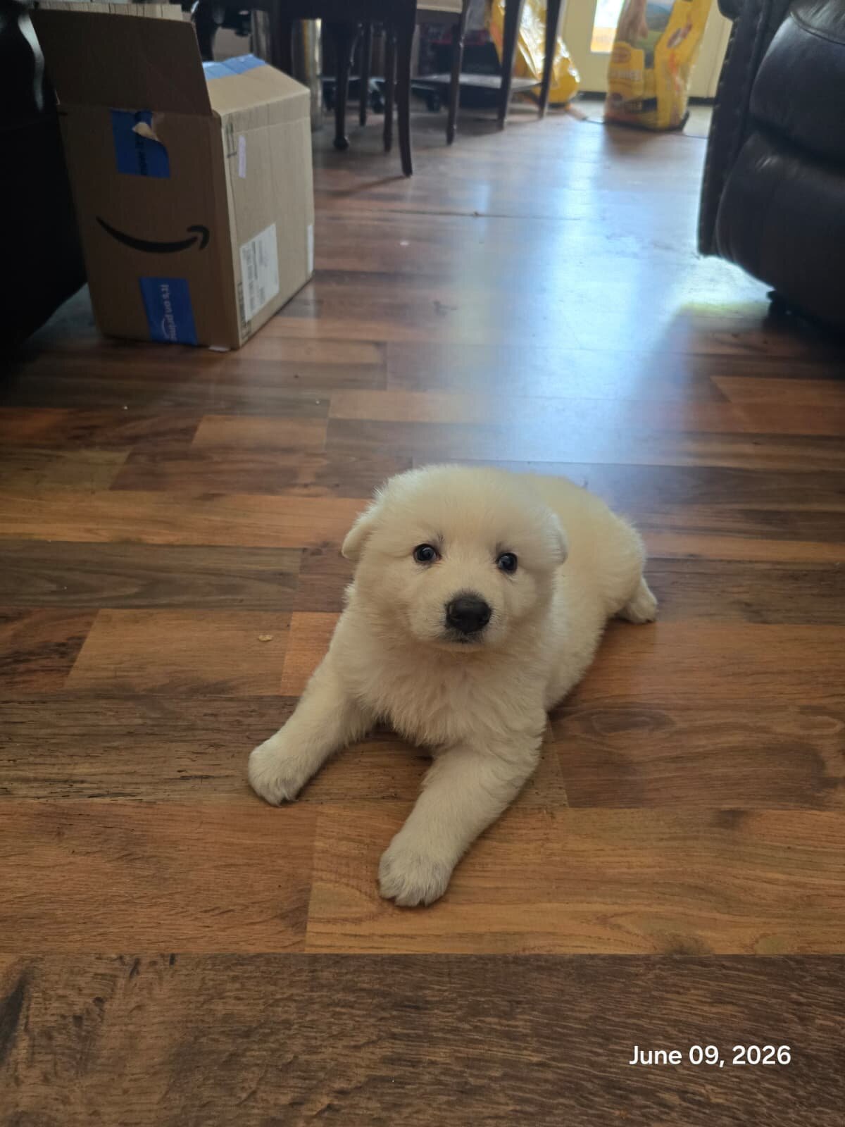 White German Shepheard image 2