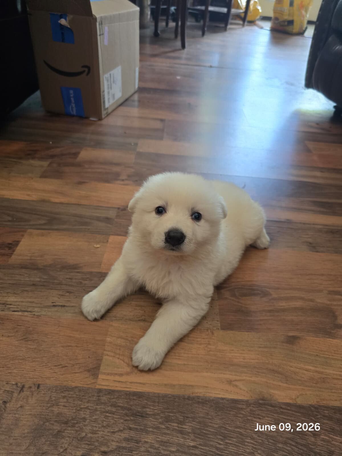 White German Shepheard image 3