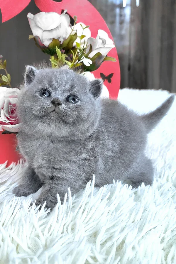 Female british shorthair kitten tiffany image 2