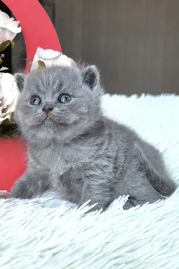 Female british shorthair kitten tiffany image 1