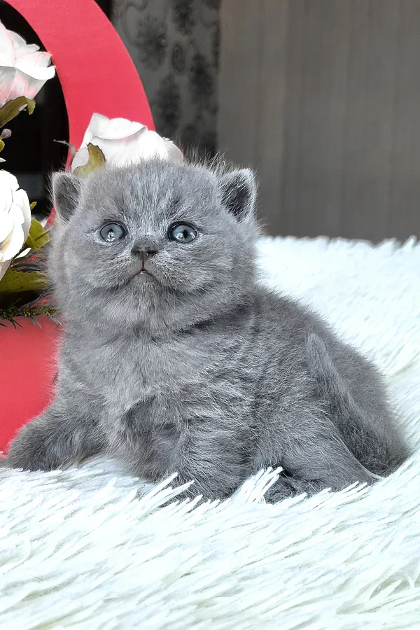 Female british shorthair kitten tiffany image 3