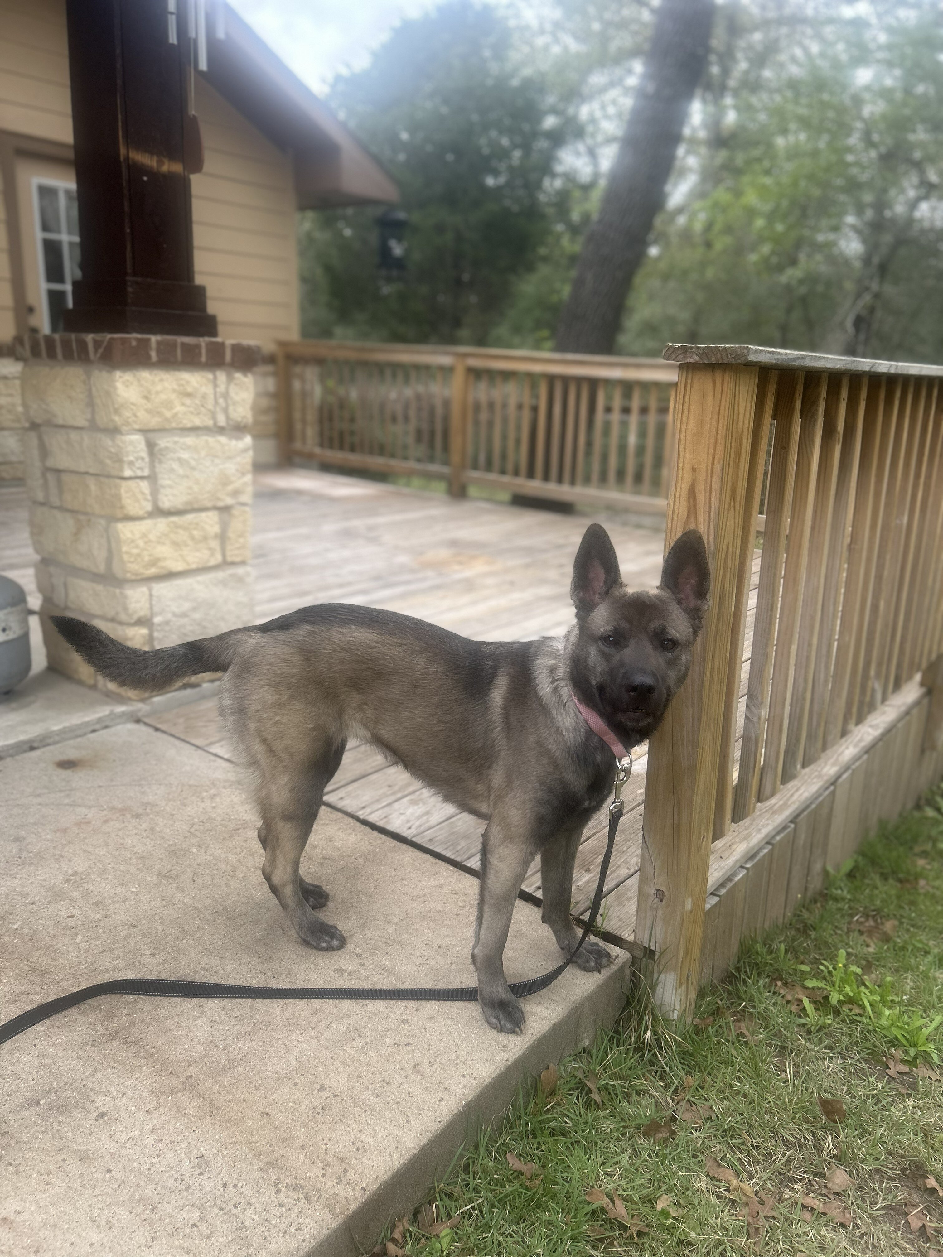 Shepherd mix image 1