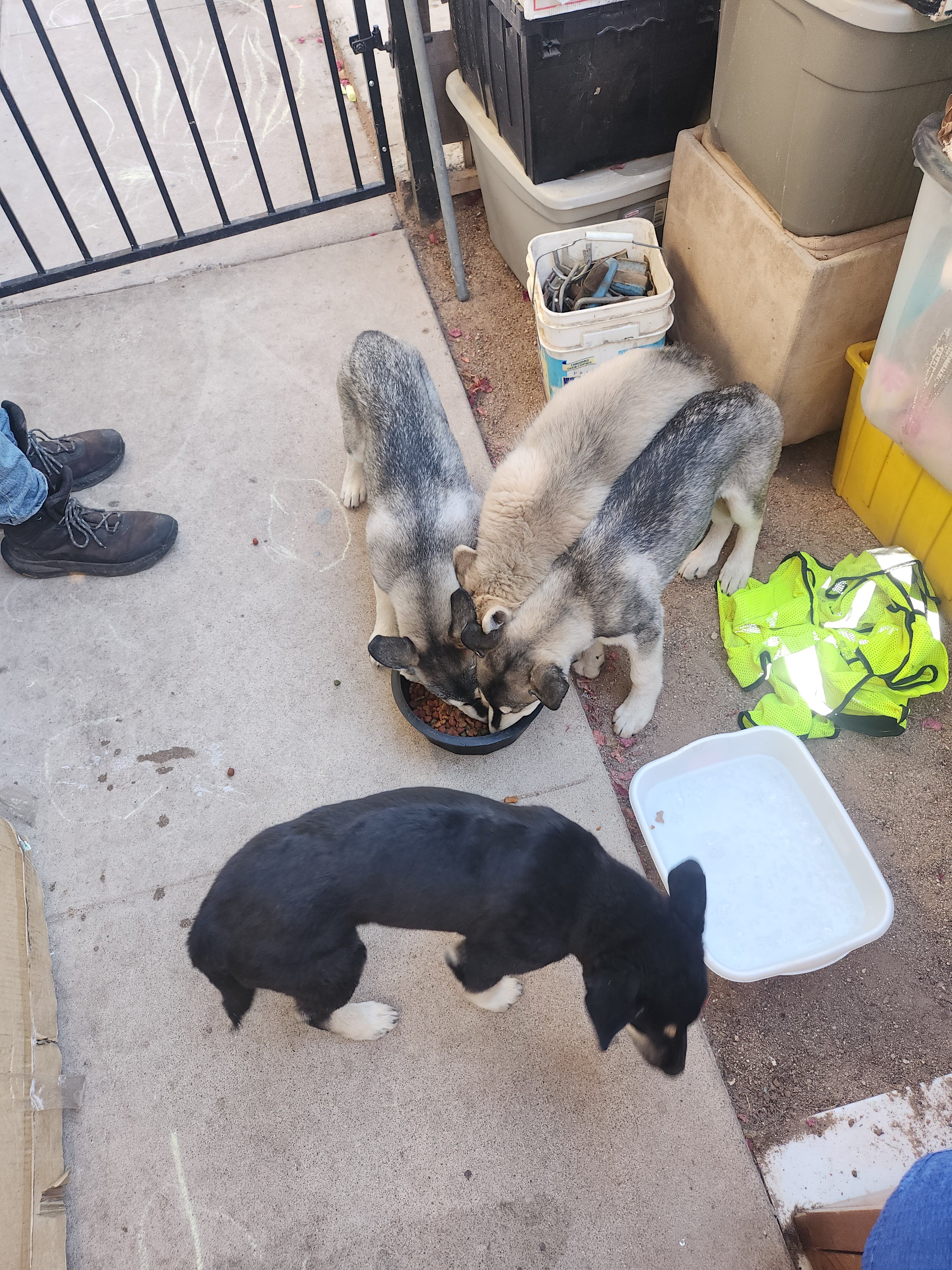 4 puppies for sale image 5